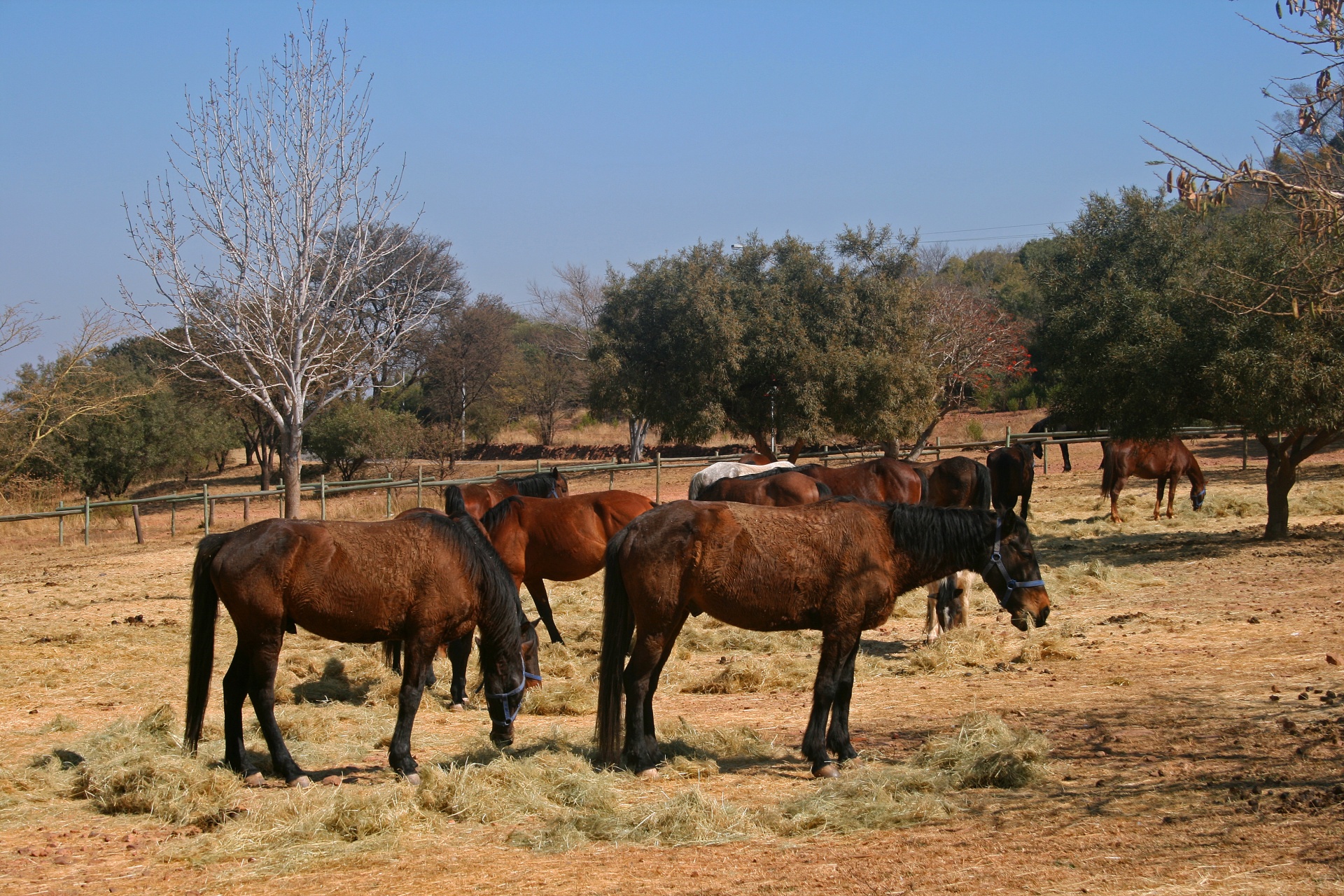Manada de caballos marrones pastando