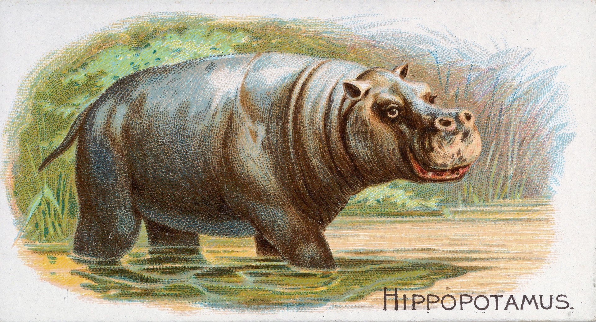 Hipopótamo hipopótamo