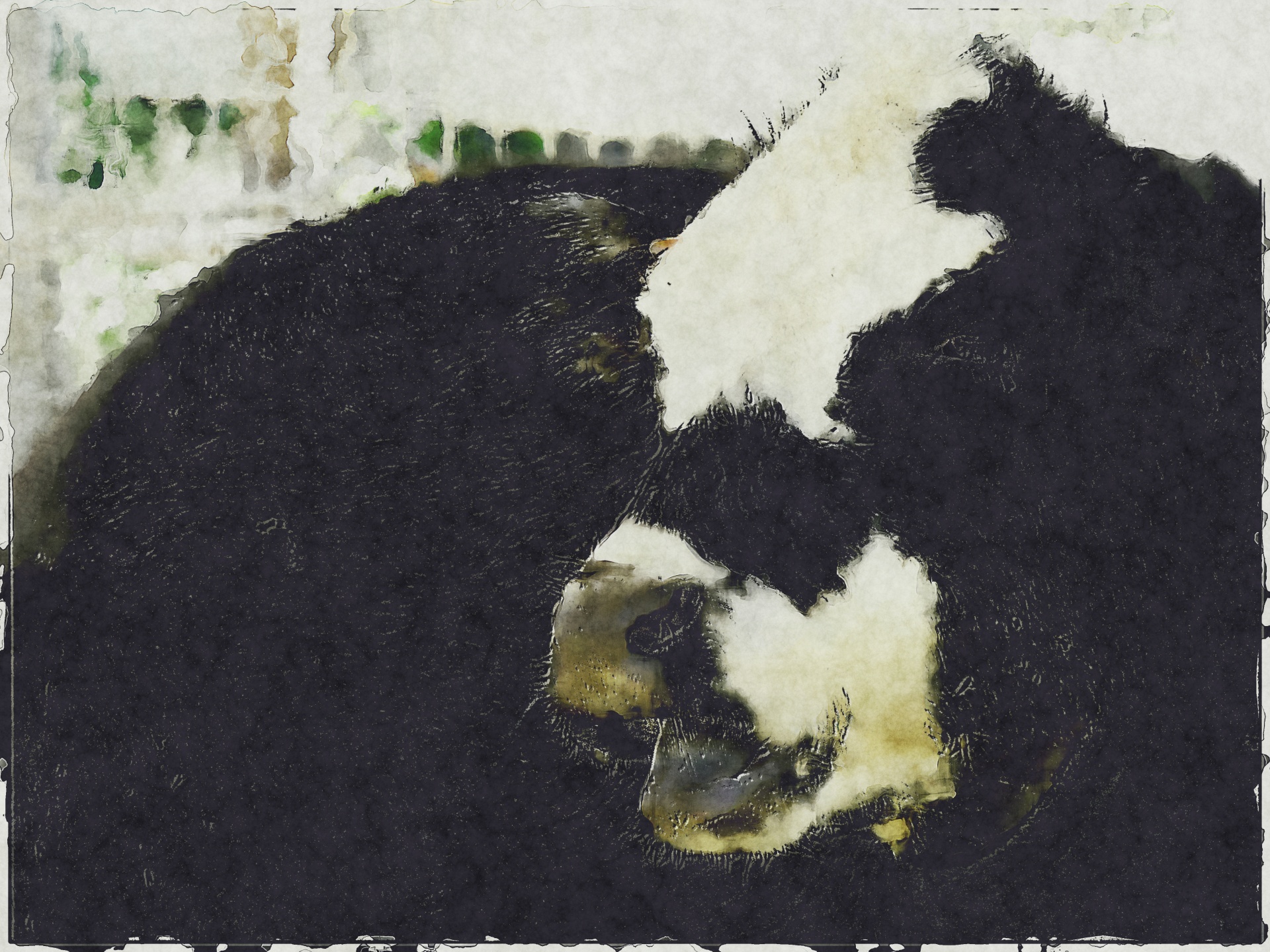 Holstein kráva