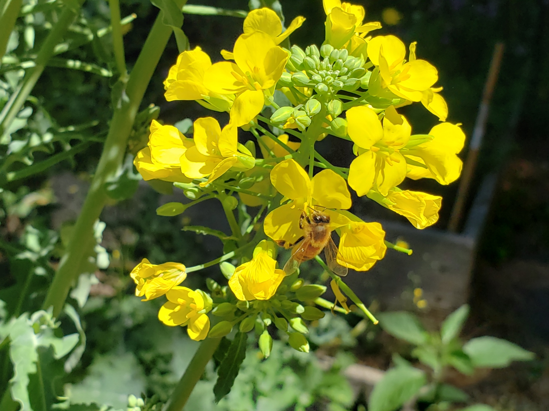 Miel de abeja y flor amarilla
