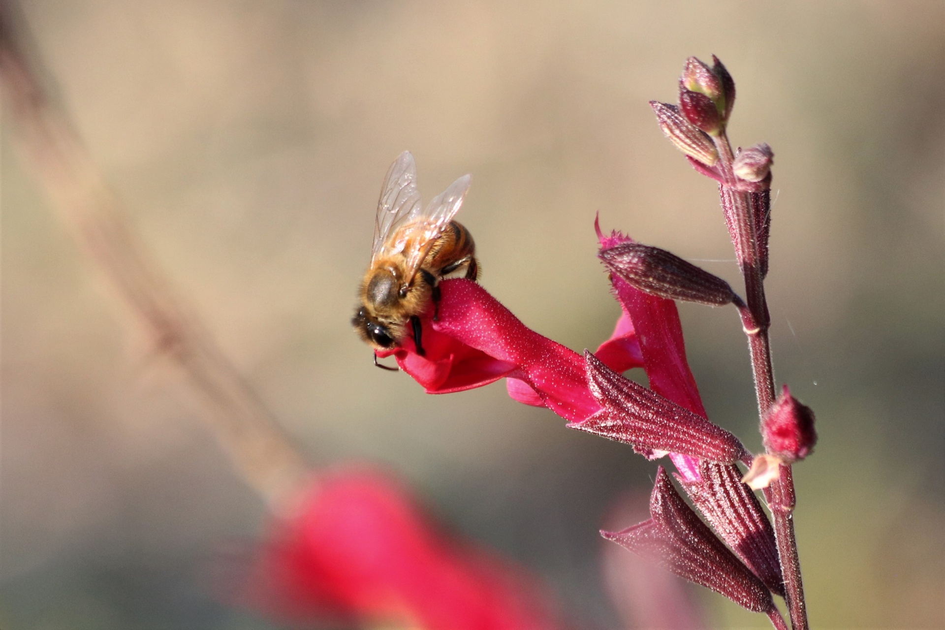 Honey Bee na červeném podzimním šalvěji