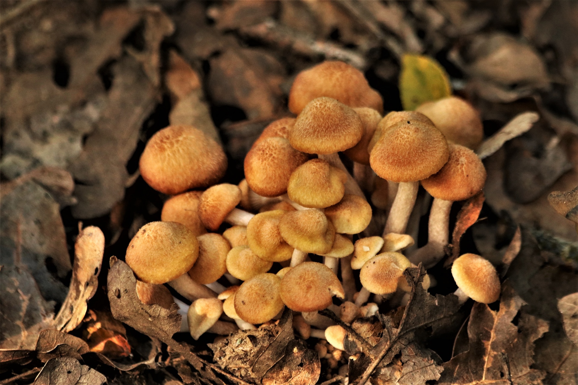 Close-up de cogumelos de mel