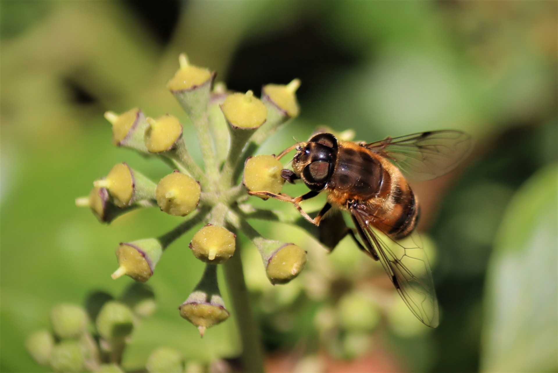 Honeybee sobre English Ivy