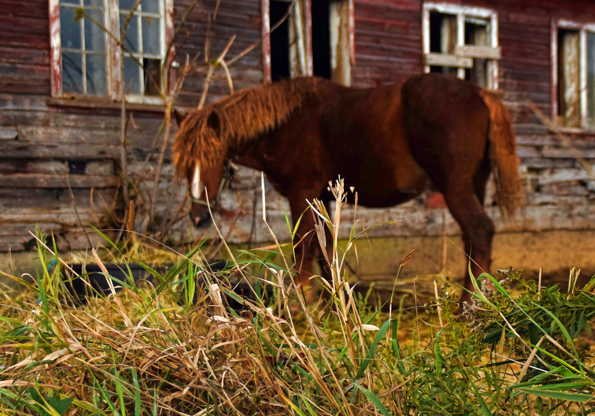 Kůň před starou stodolu