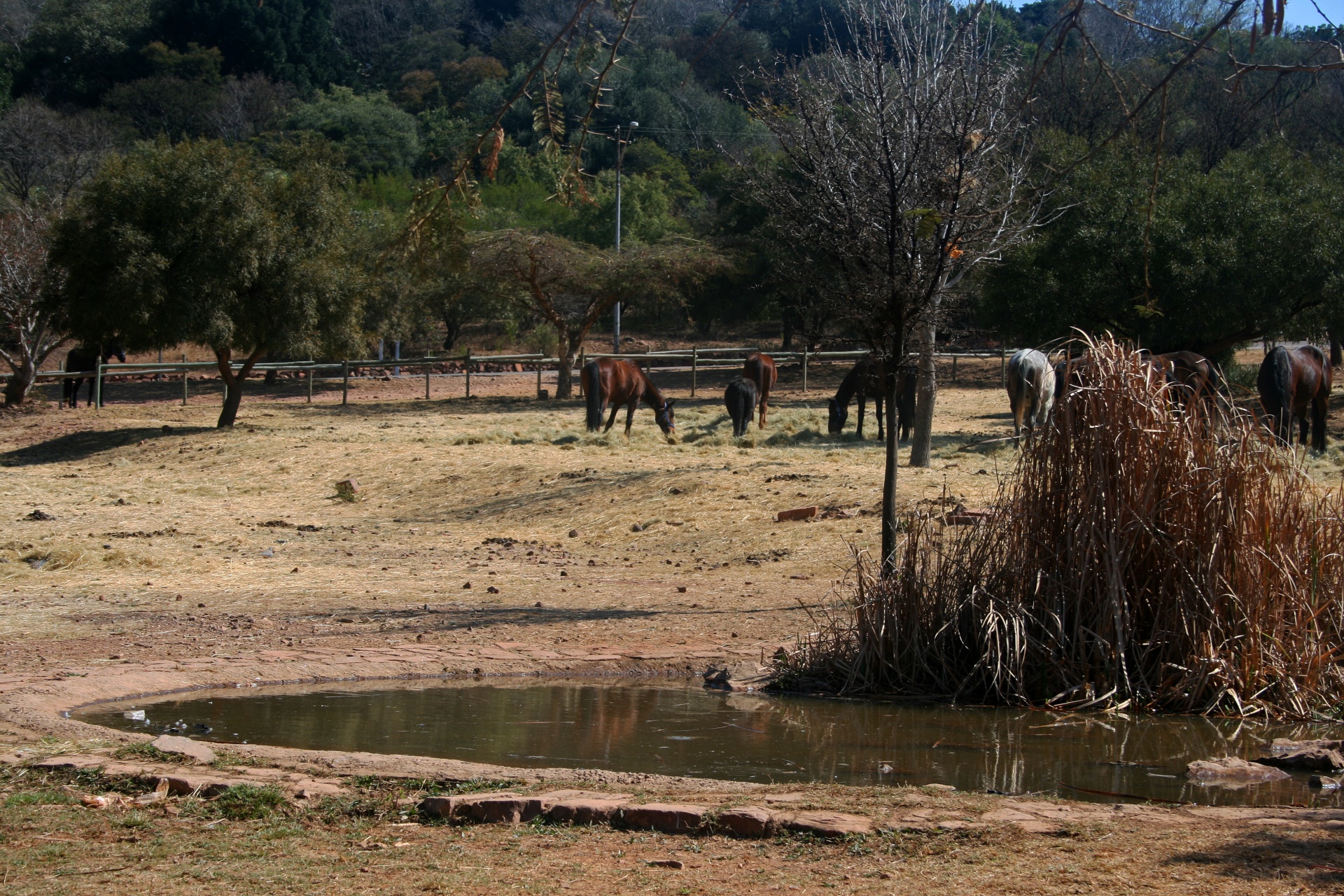 Koně pasoucí se v zimě s rybníkem