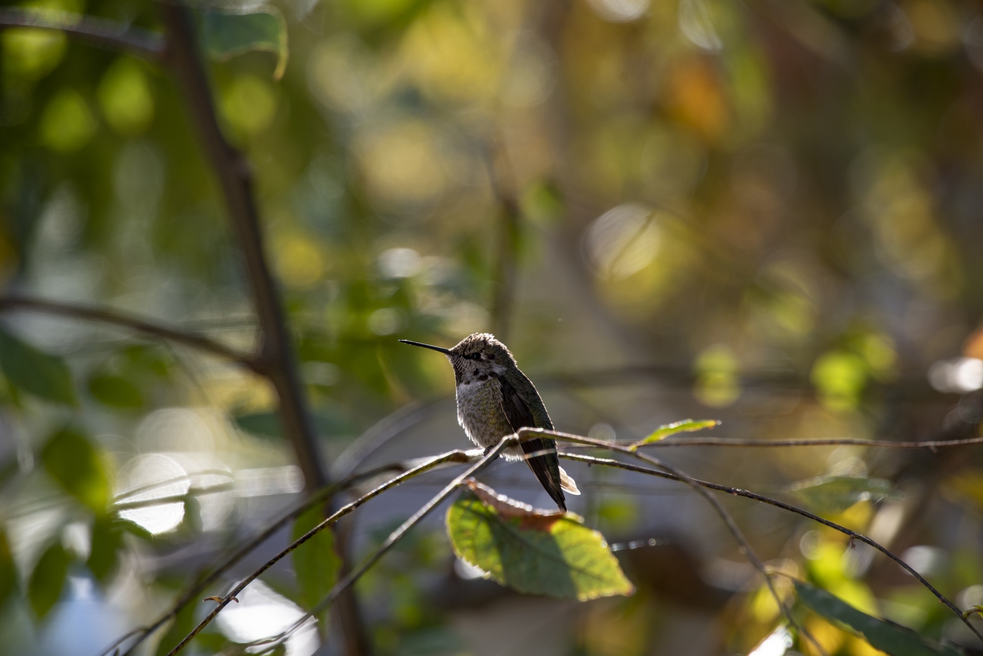 Cantarolando pássaro em um galho de árvo