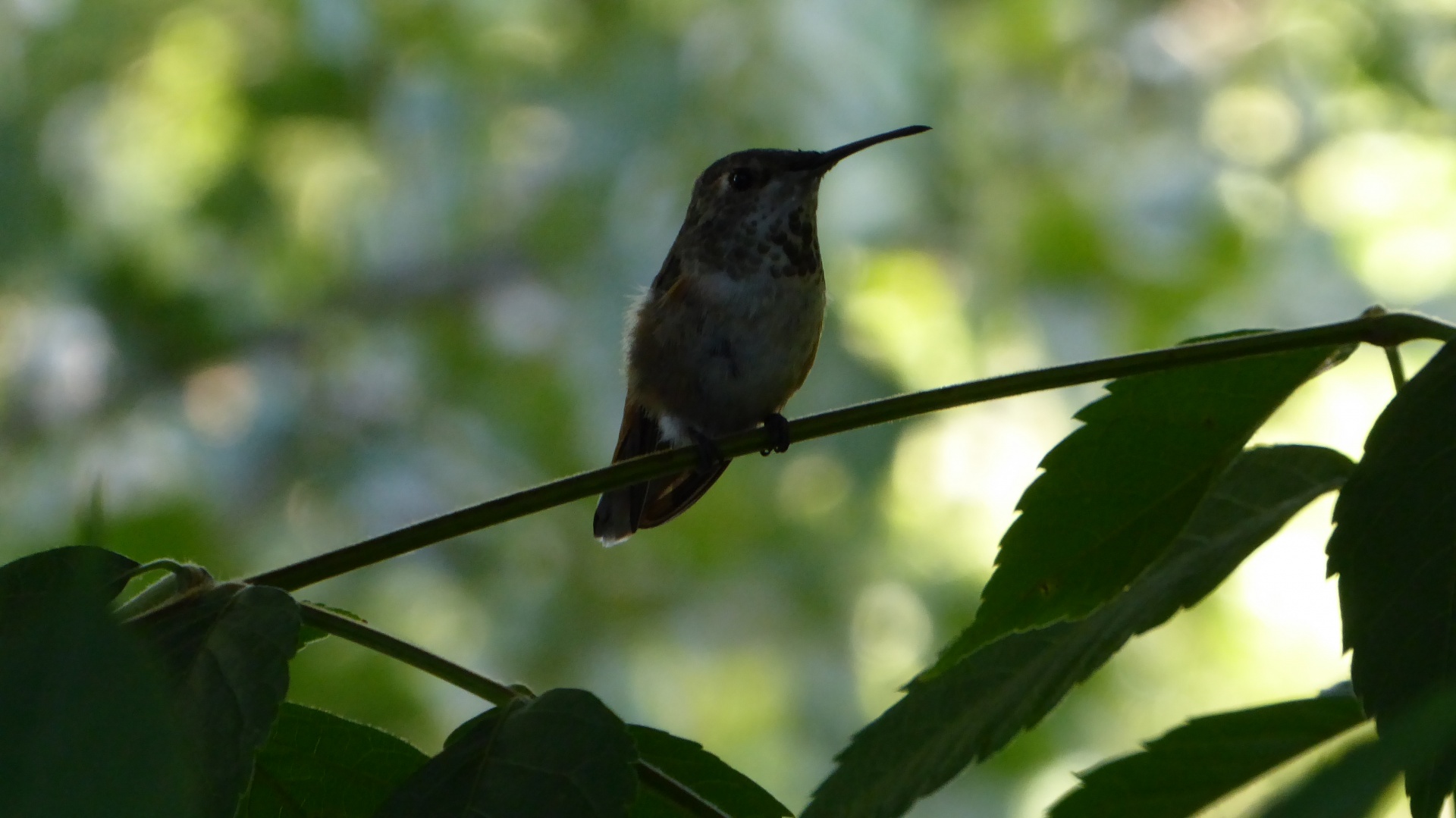 Kolibřík na stromě
