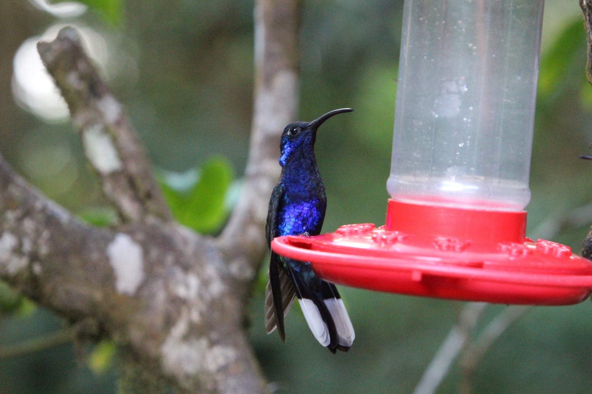 Kolibřík Sanctuary Costa Rica