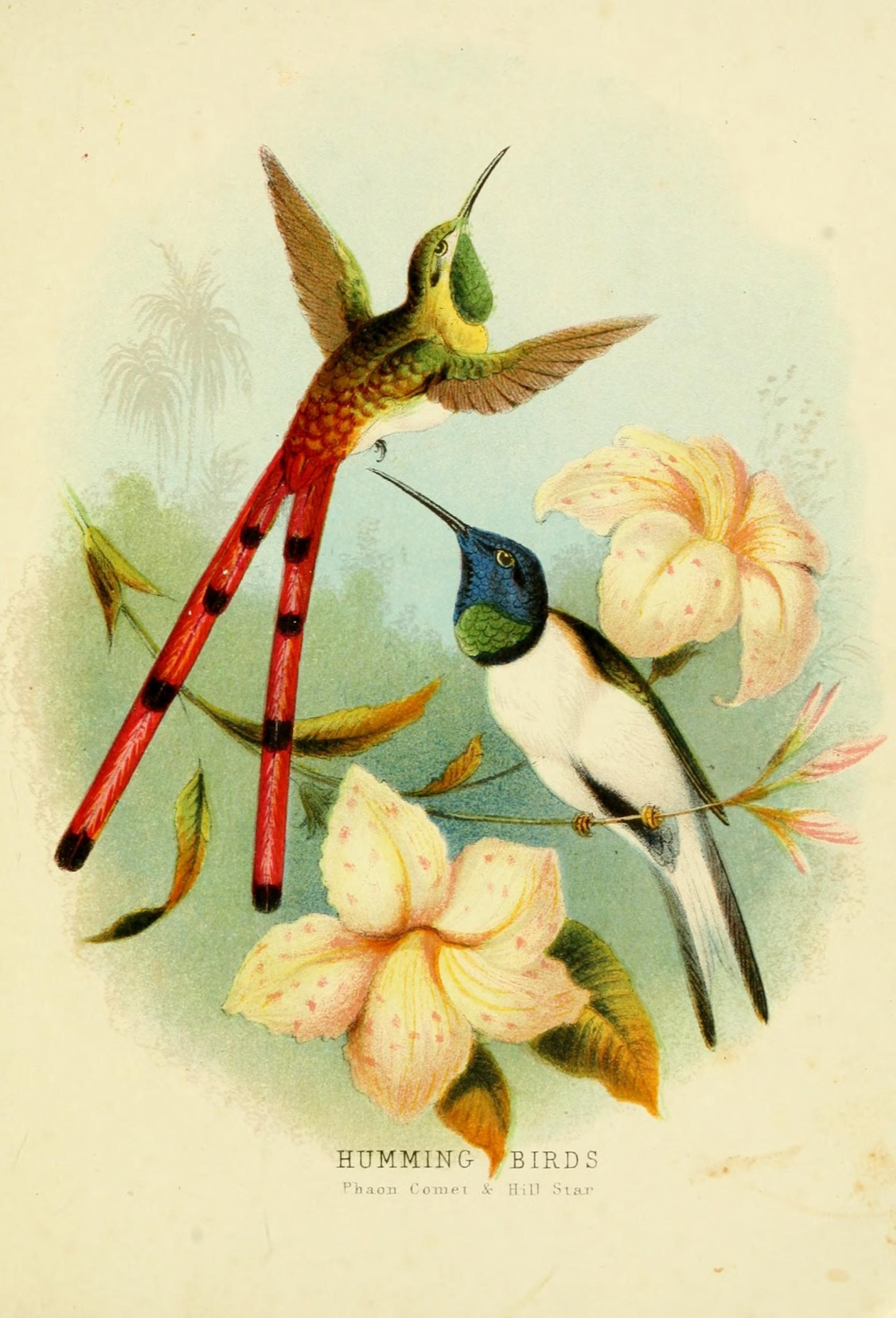 Hummingbirds 3