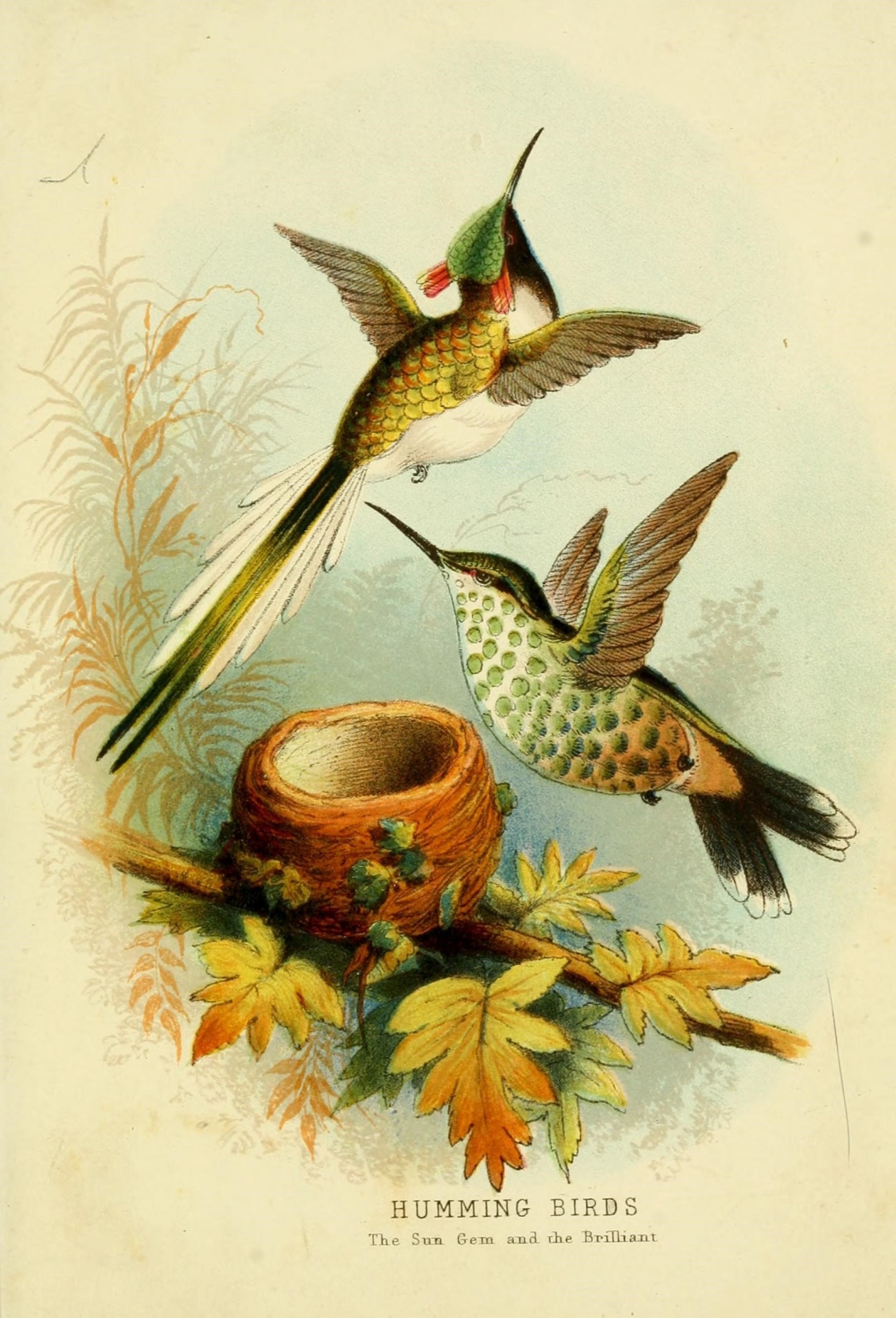 Kolibri Sungem és a Ragyogó