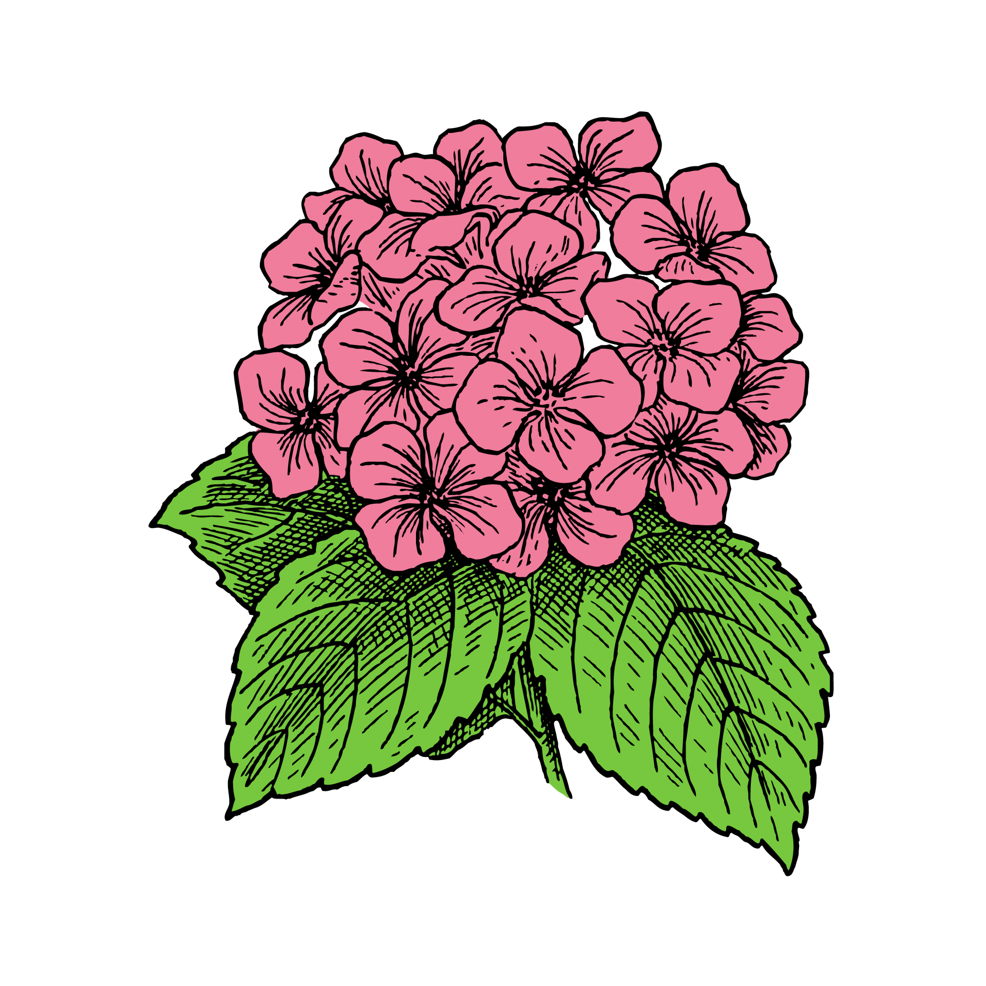 Hydrangea květiny růžová kresba
