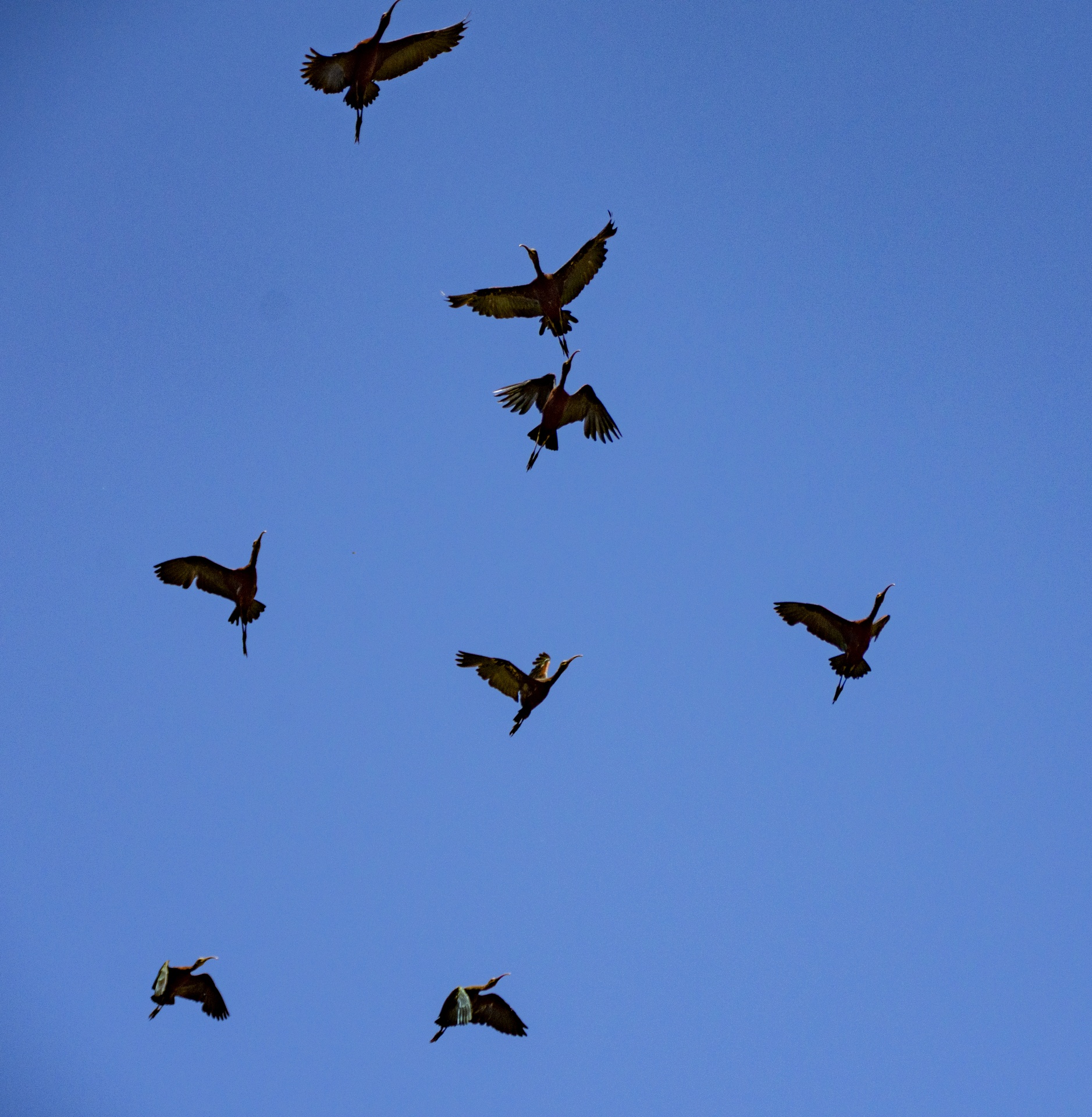 Pájaros ibis