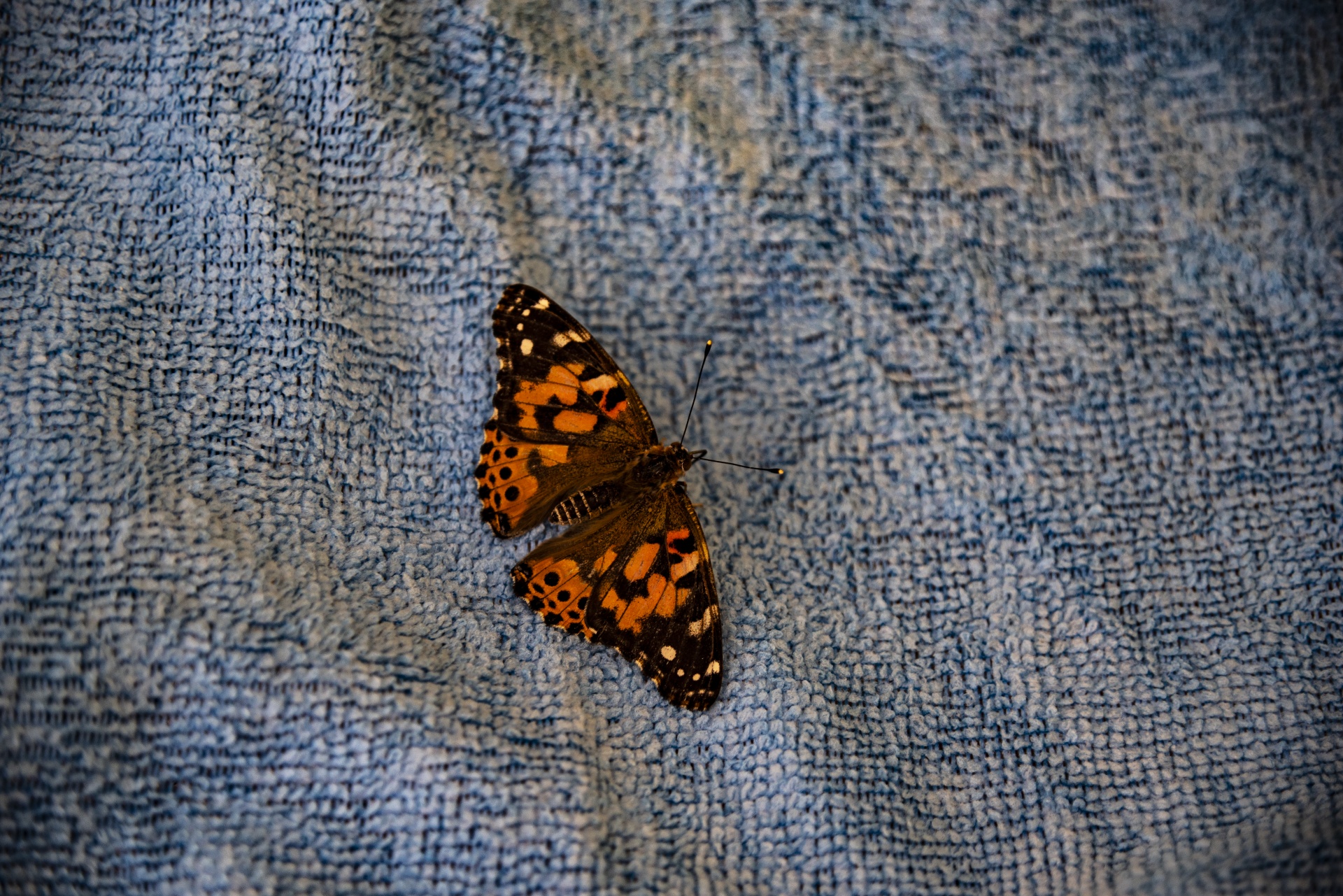 Motýl na Blue Painted Lady