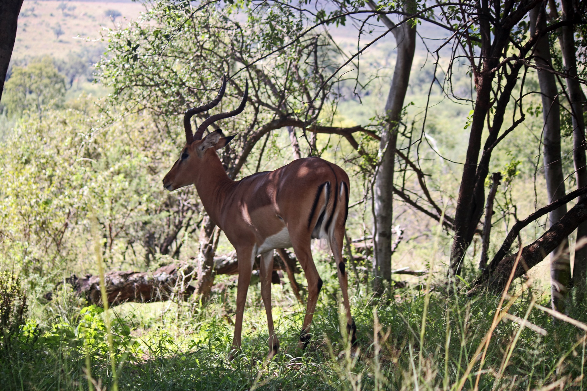 Impala buck a la sombra de un árbol