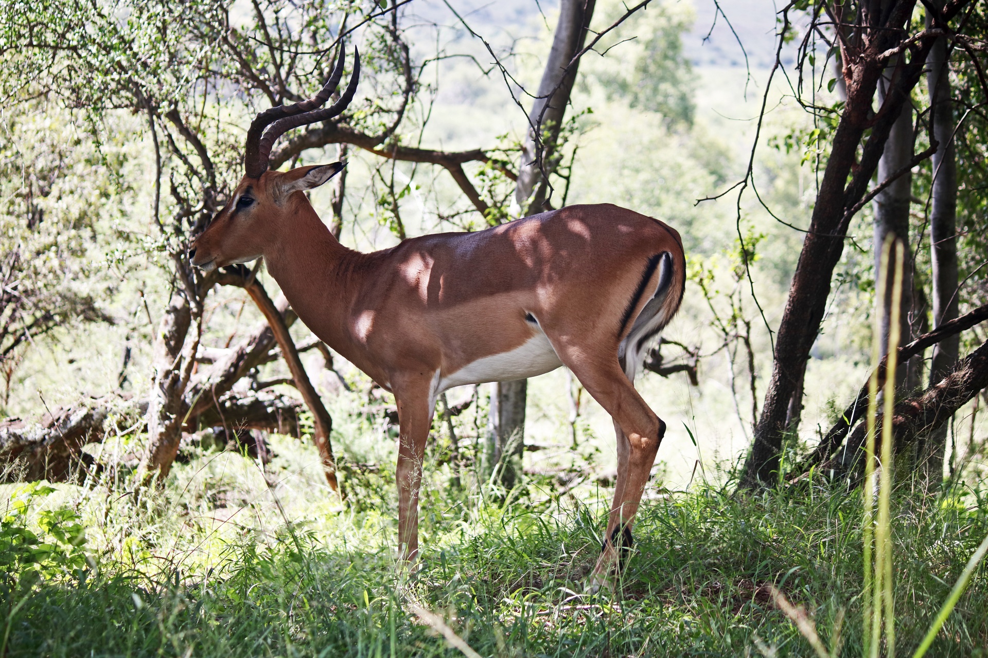 Impala baran stojący w cieniu