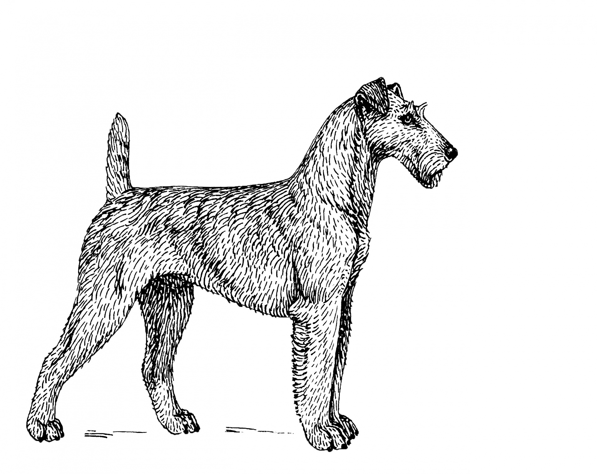 Irish Terrier Dog Tekening