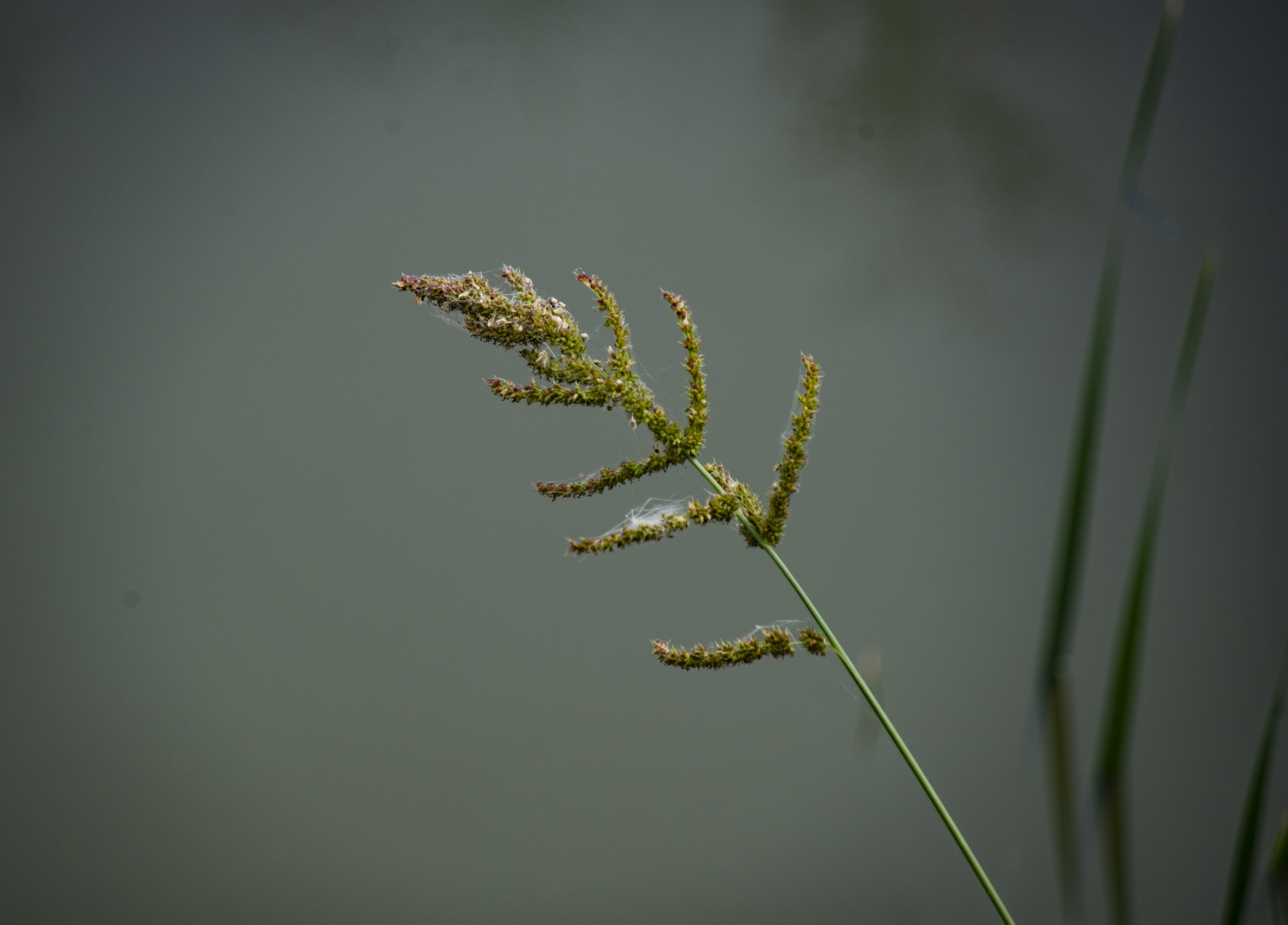 Izolované Meadow Reed