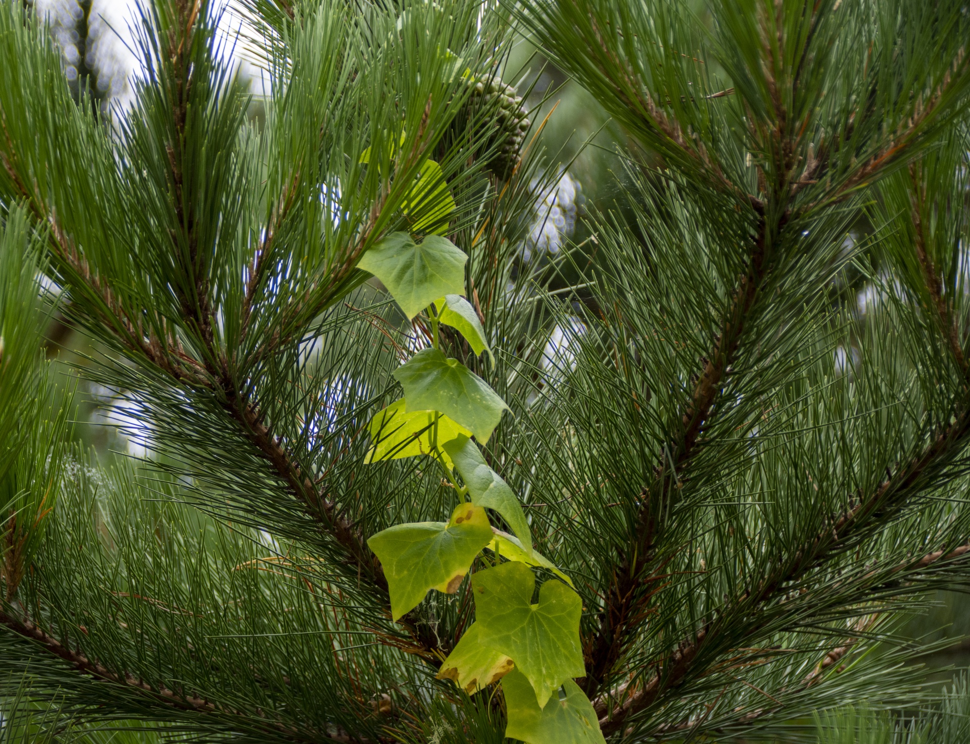 Ivy a Pine