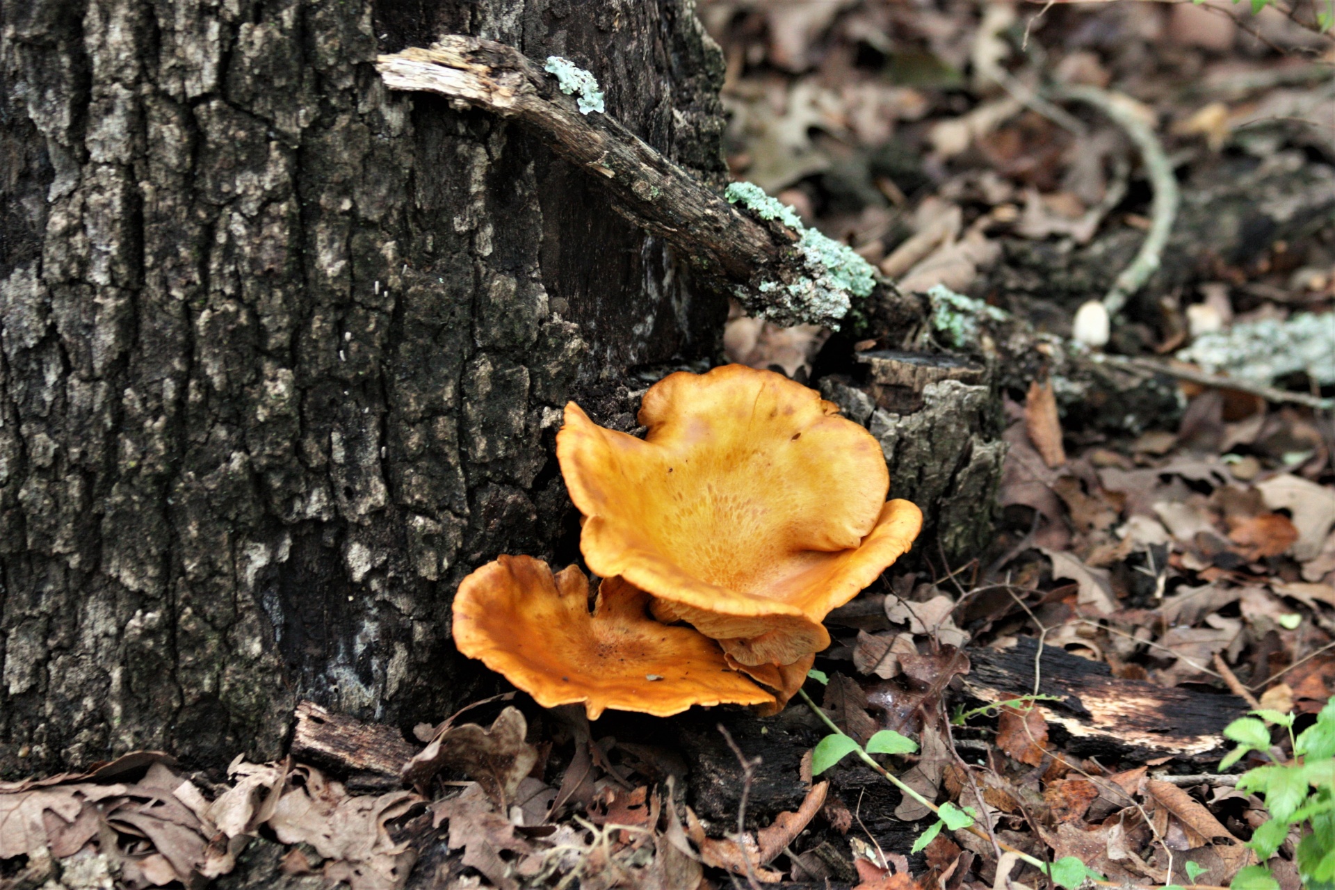 Cogumelos e árvore de Jack-o-Lantern