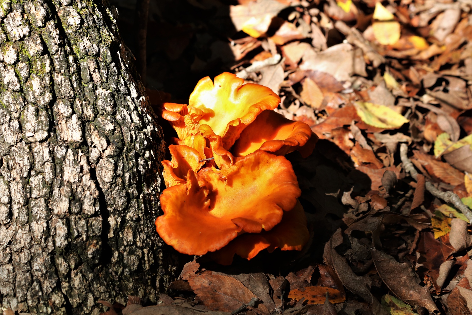 Cogumelos Jack-O-Lanterna em Folhas