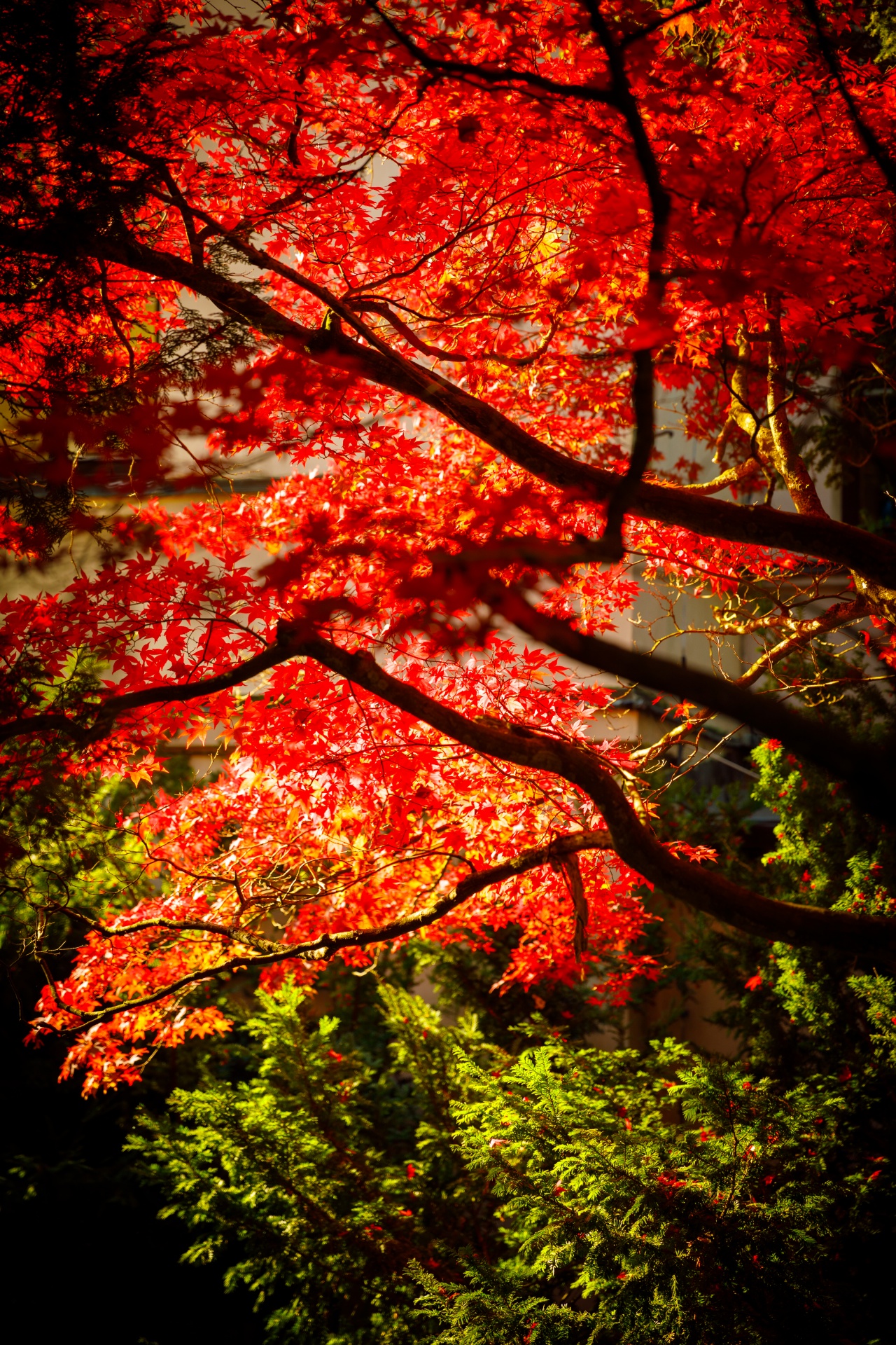 Arbore japonez de artar