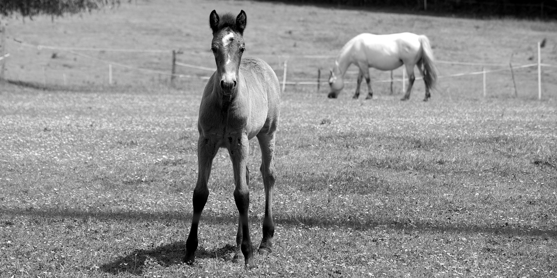 Young Foal In A Meadow