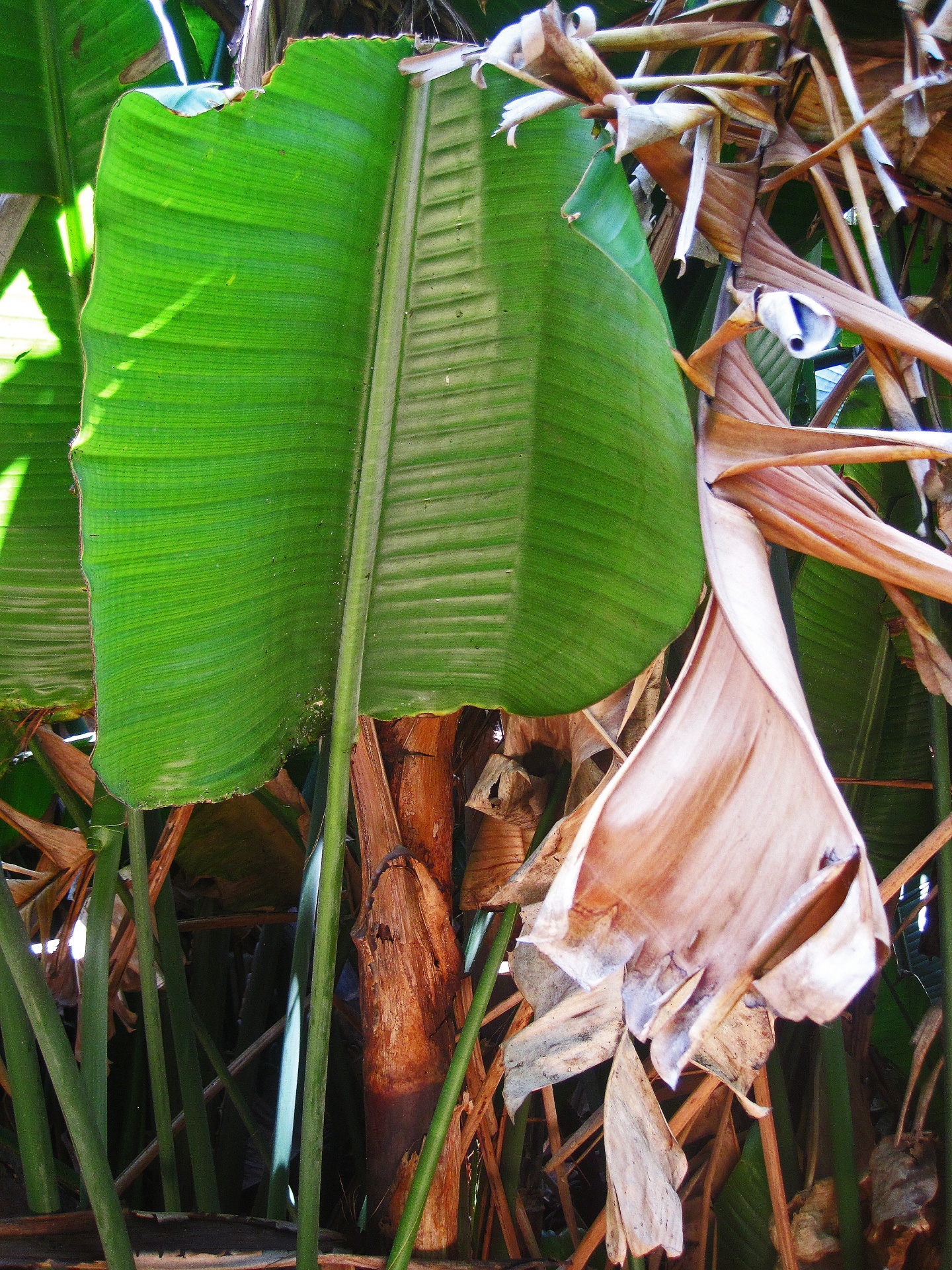 Folha tropical verde grande