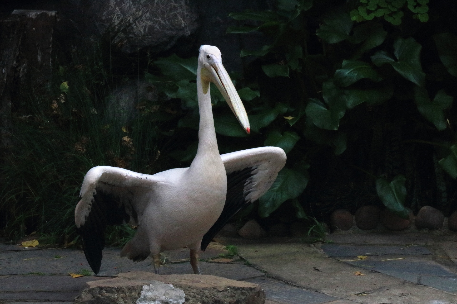 Velké bílé pelikán & zvednutá křídla