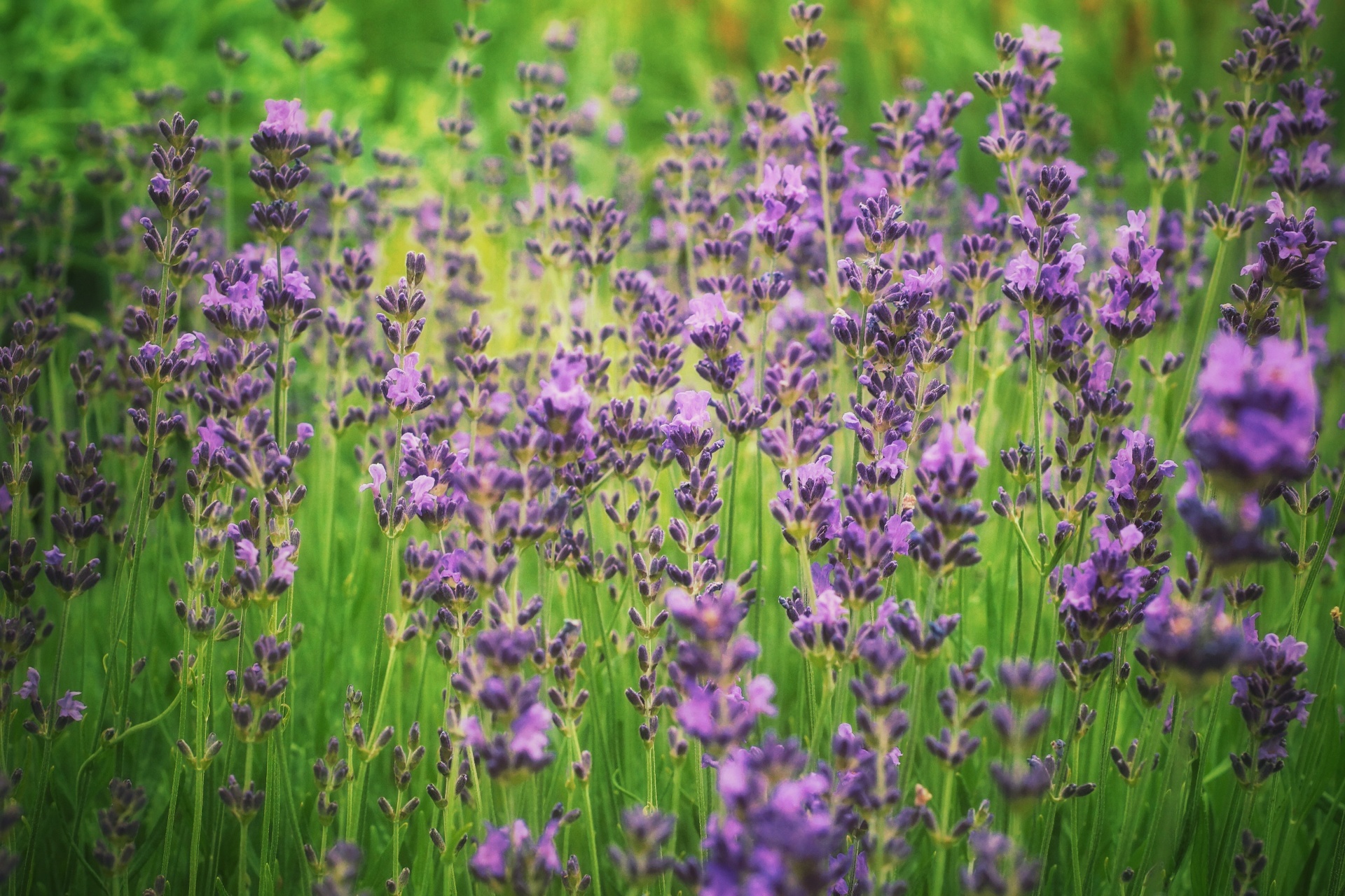 Lavendelblomma
