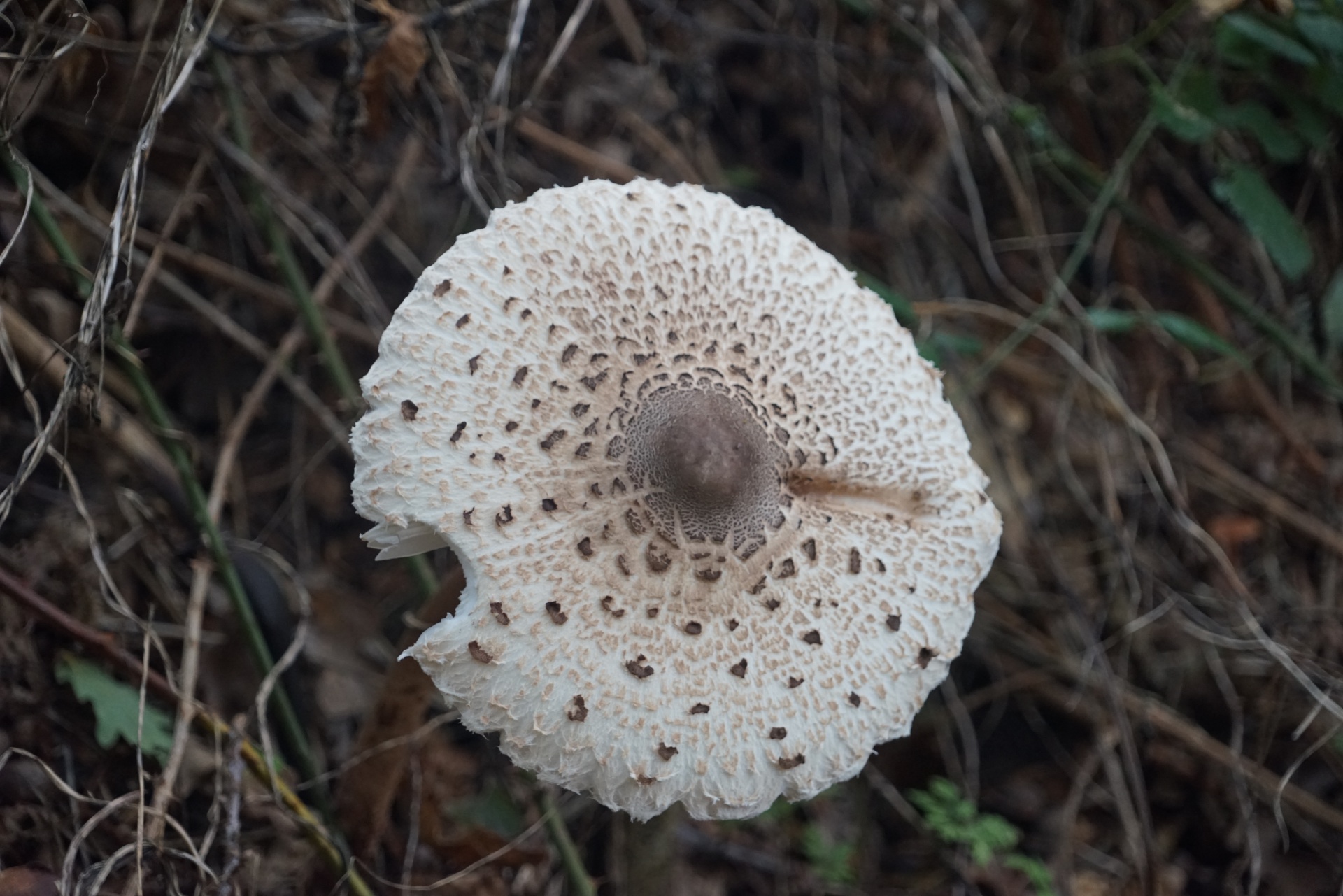 Lepiot, podzimní houba