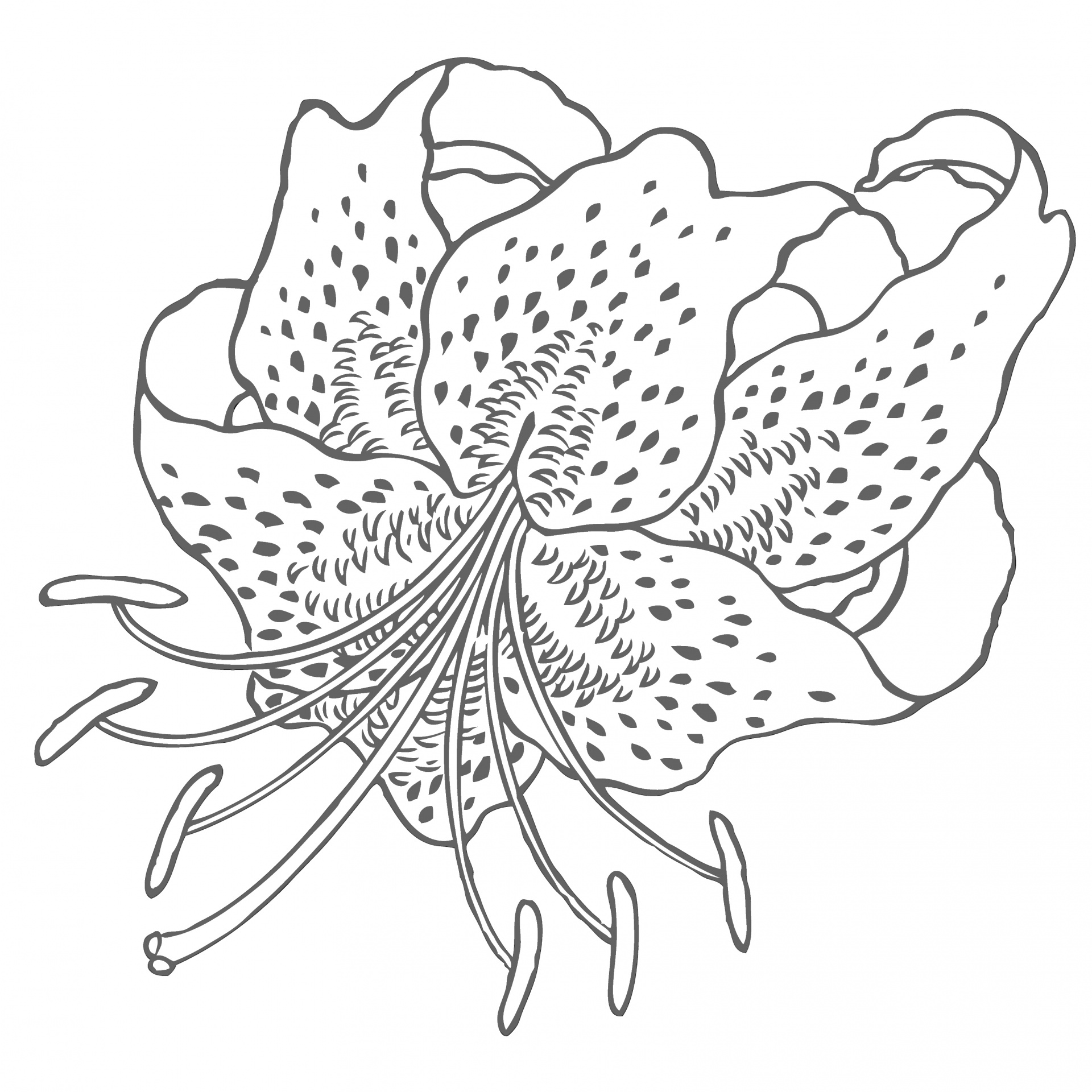 Desenho de arte de linha de flor de líri