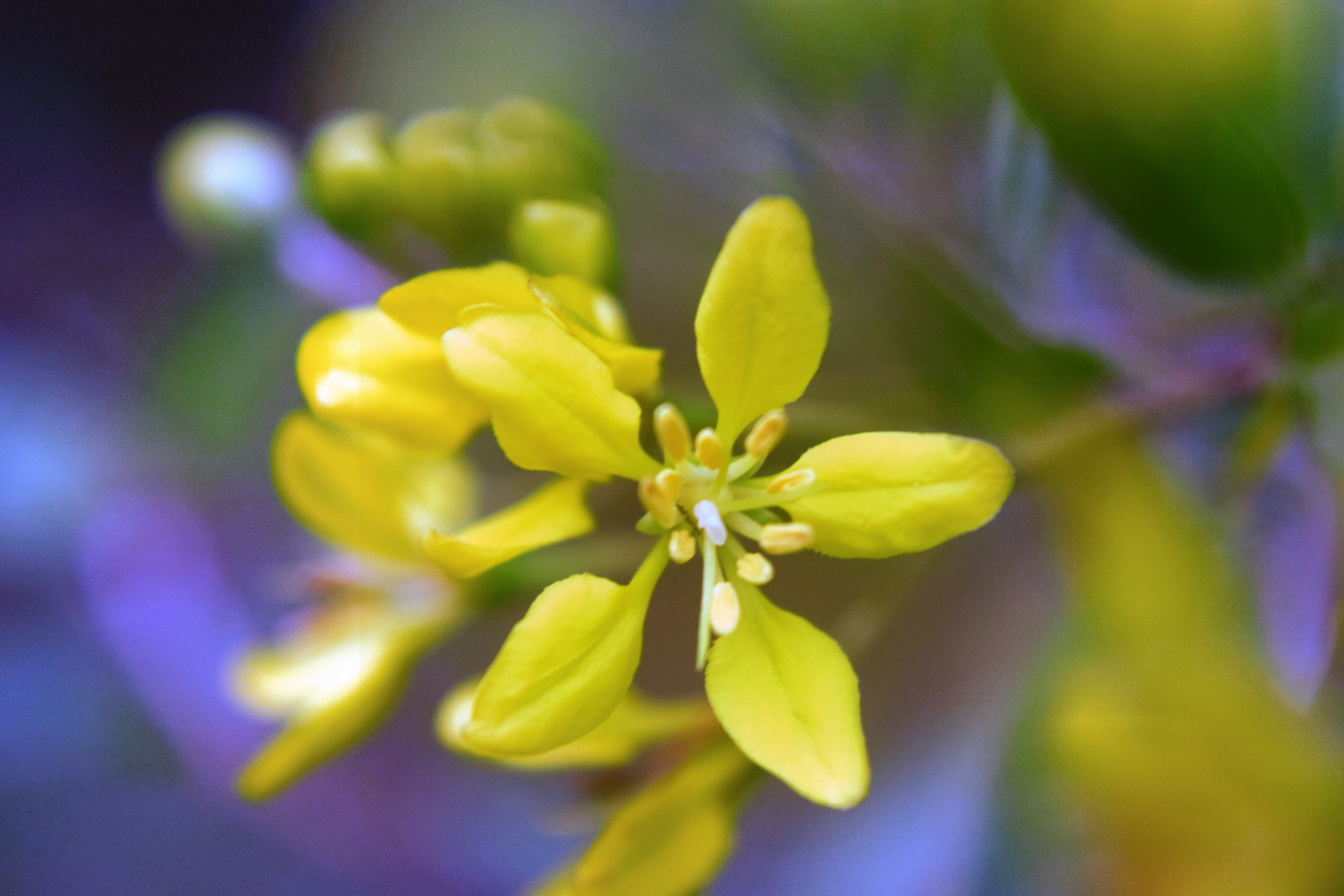 Malé žluté květy 3