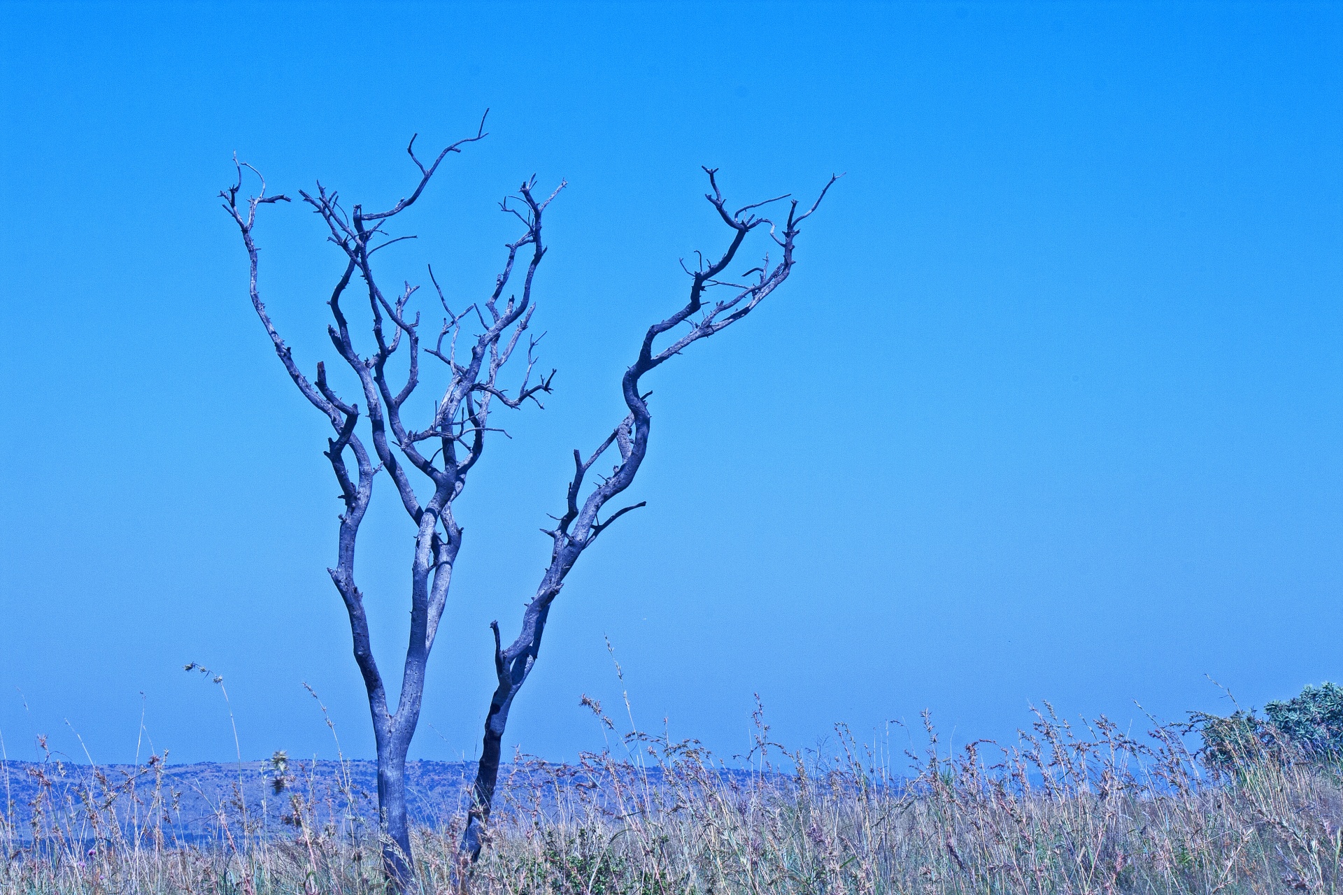 Osamělý suchý strom stoupající z trávy