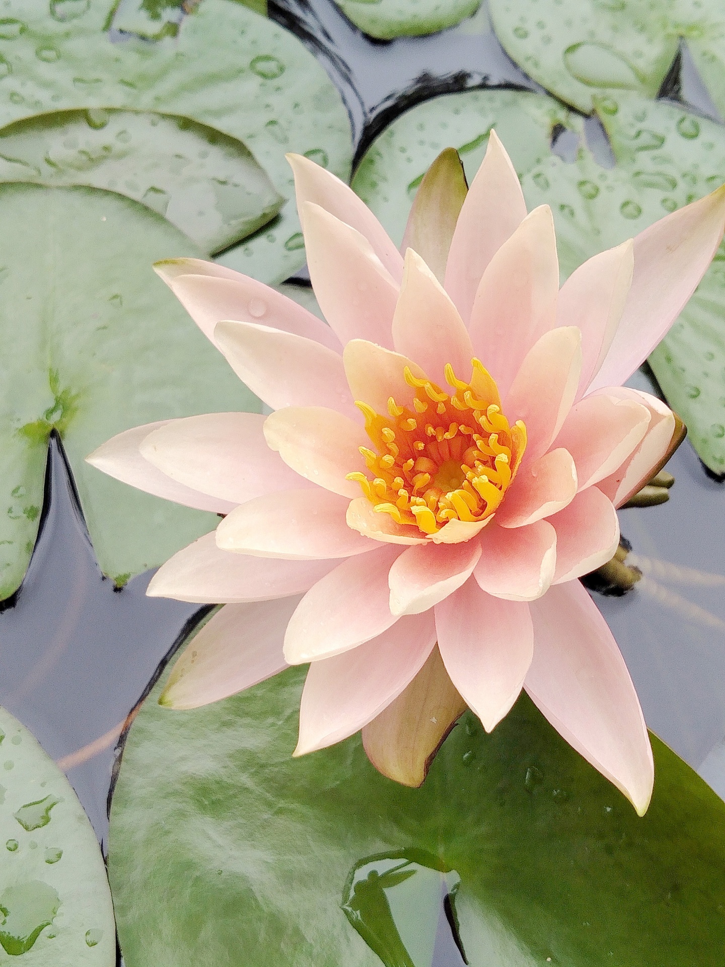 Lotus v rybníku 2