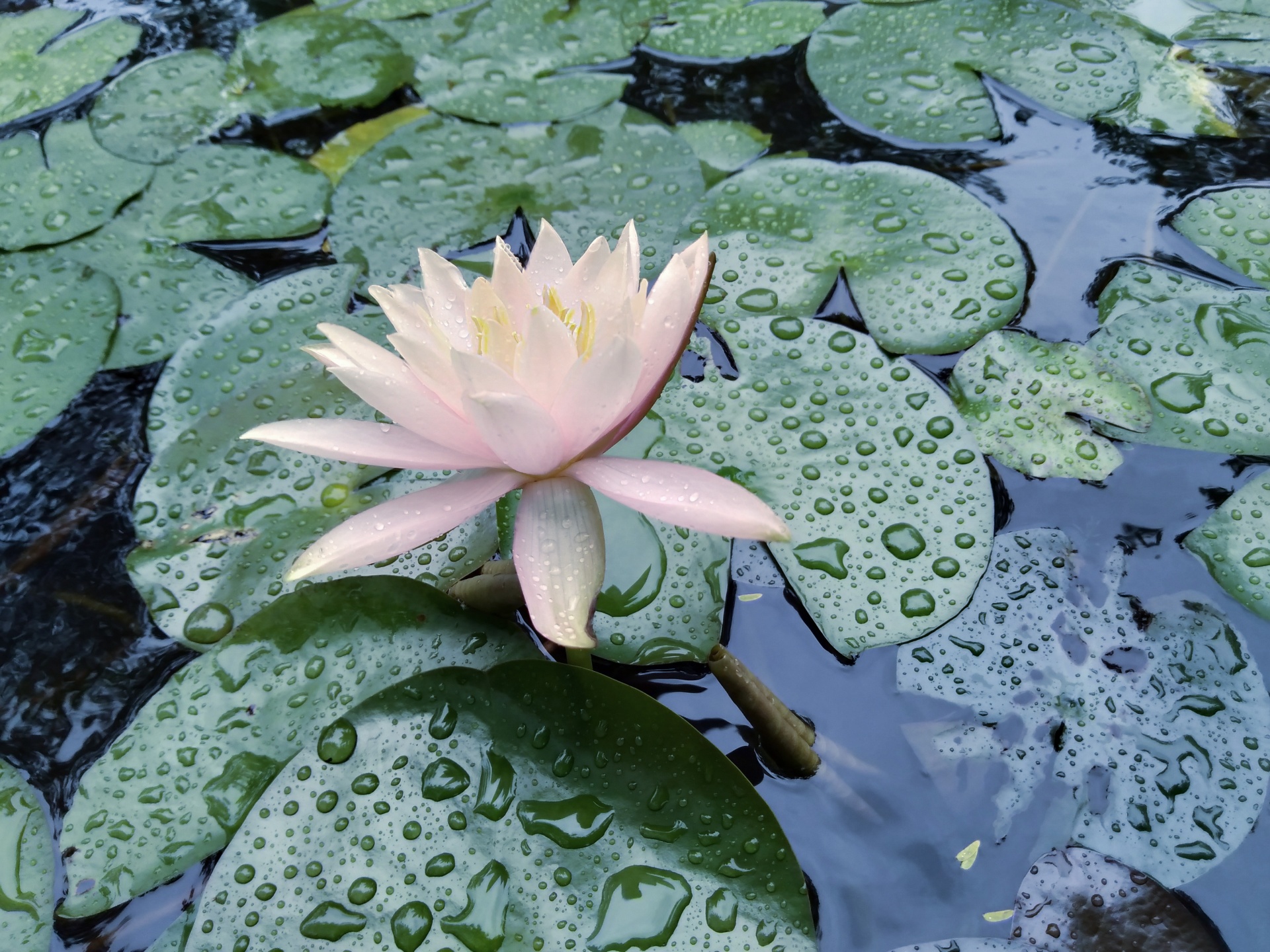 Lotus v rybníku 5