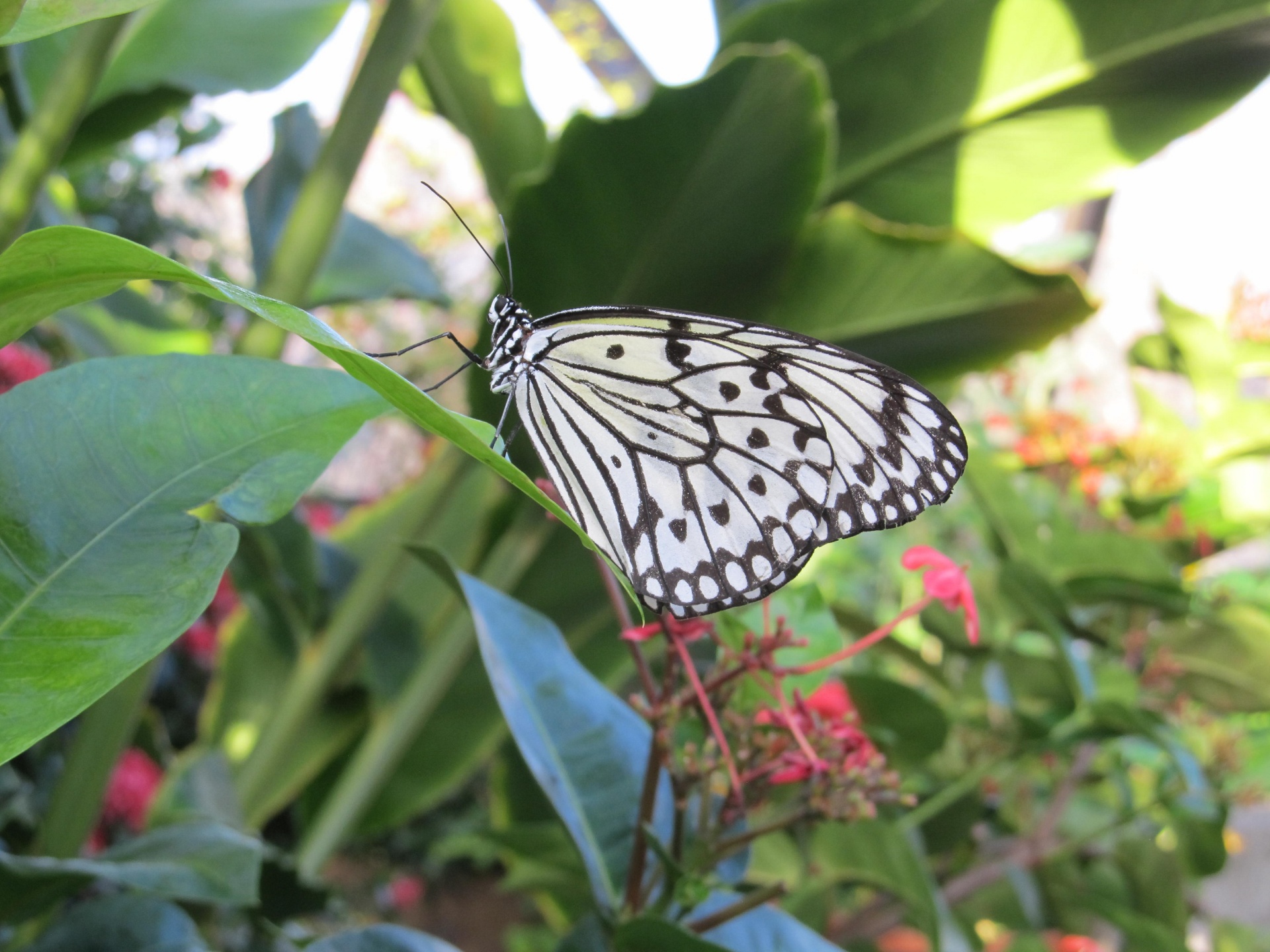 Mariposa macro