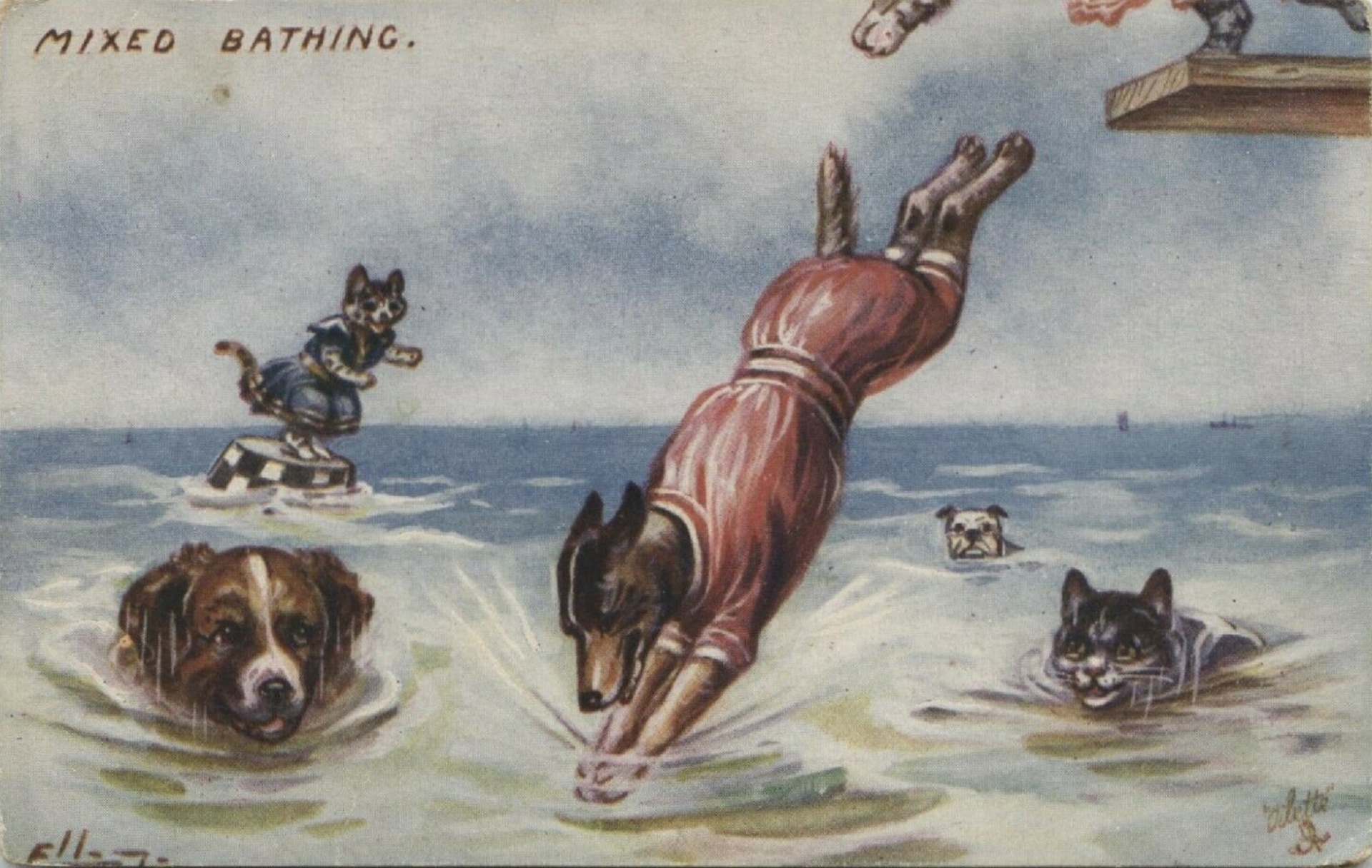 Cães e gatos misturados ao banho por Ell
