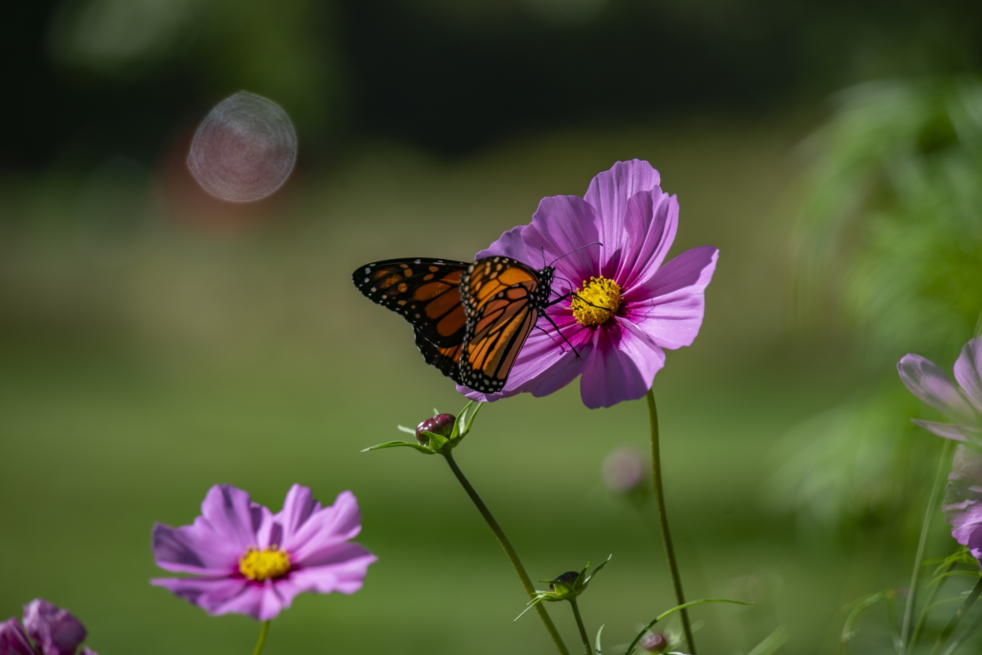 Borboleta monarca em flores silvestres