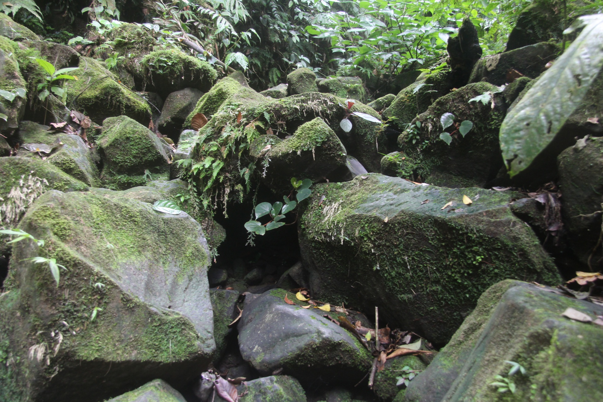 Rochas musgosas da selva