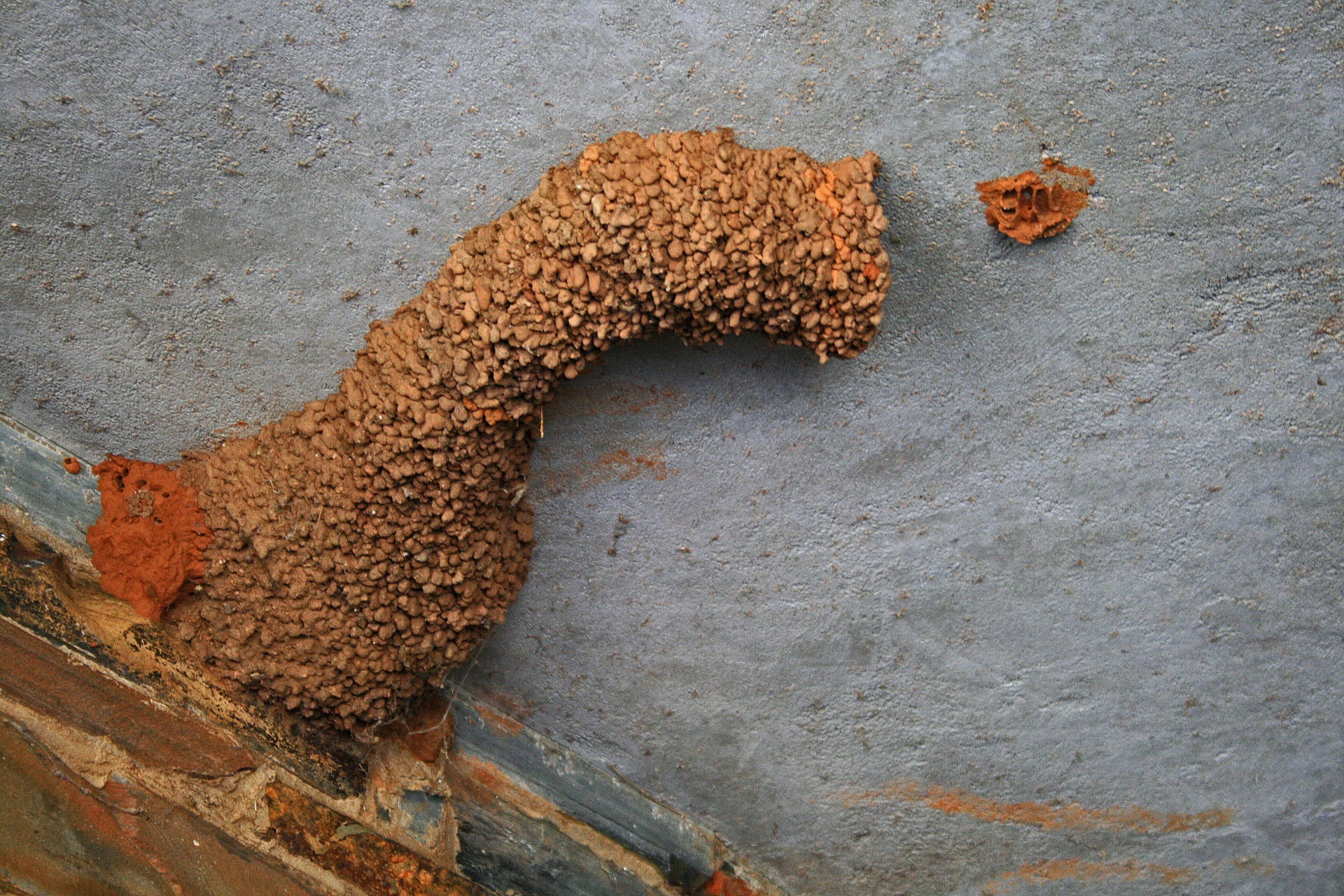 Bahenní hnízdo vlaštovky proti střeše