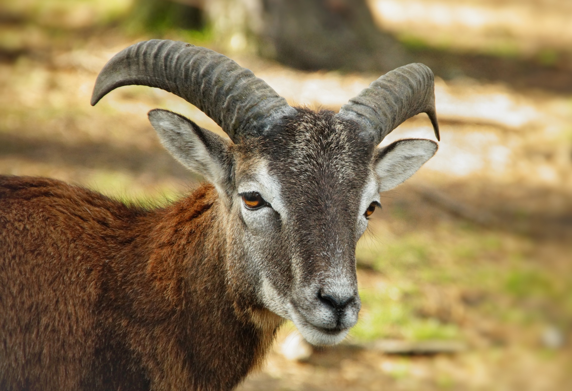 Vadon élő muflon állati ibex