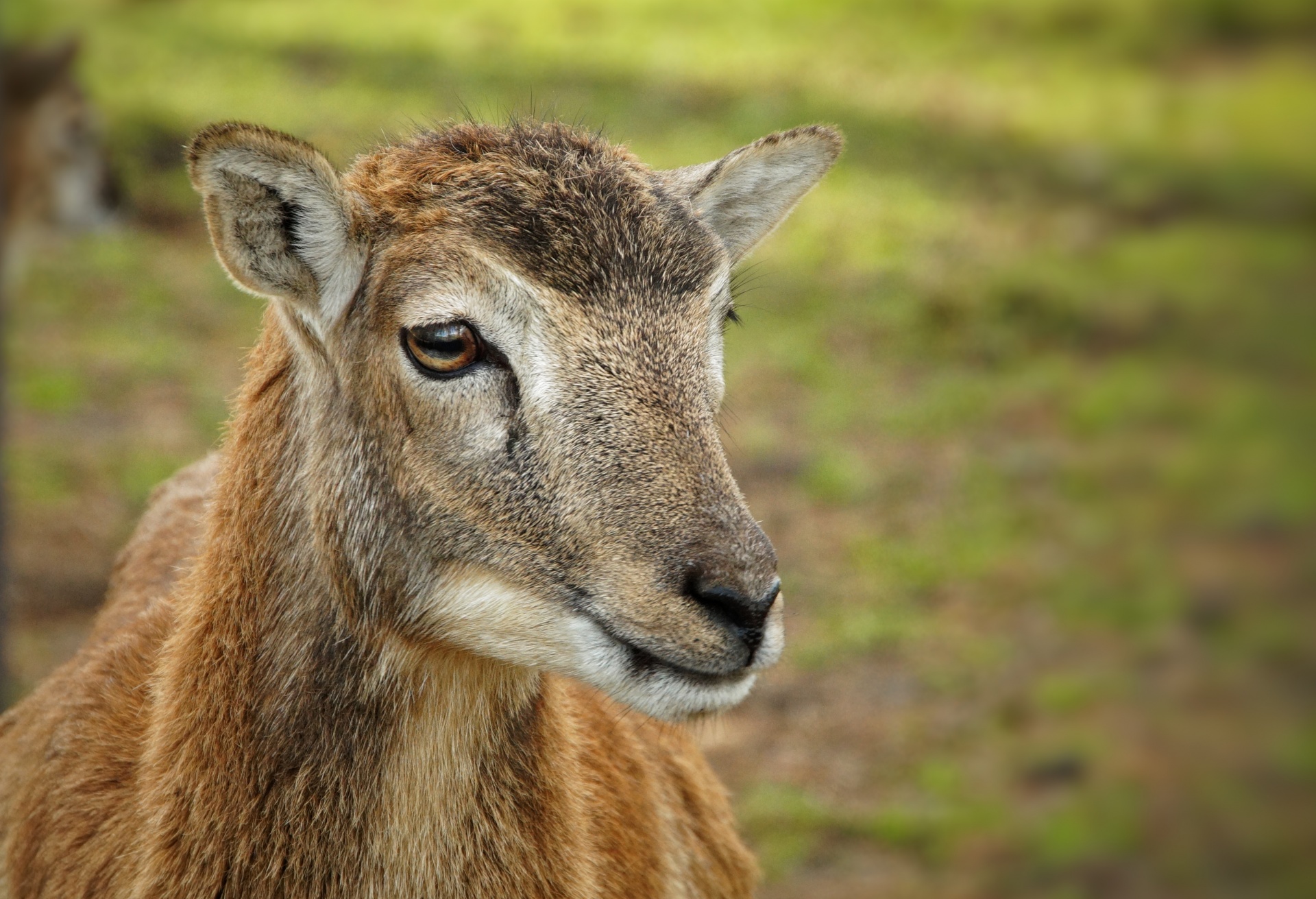 Mouflon wilde schapen dierlijke steenbok