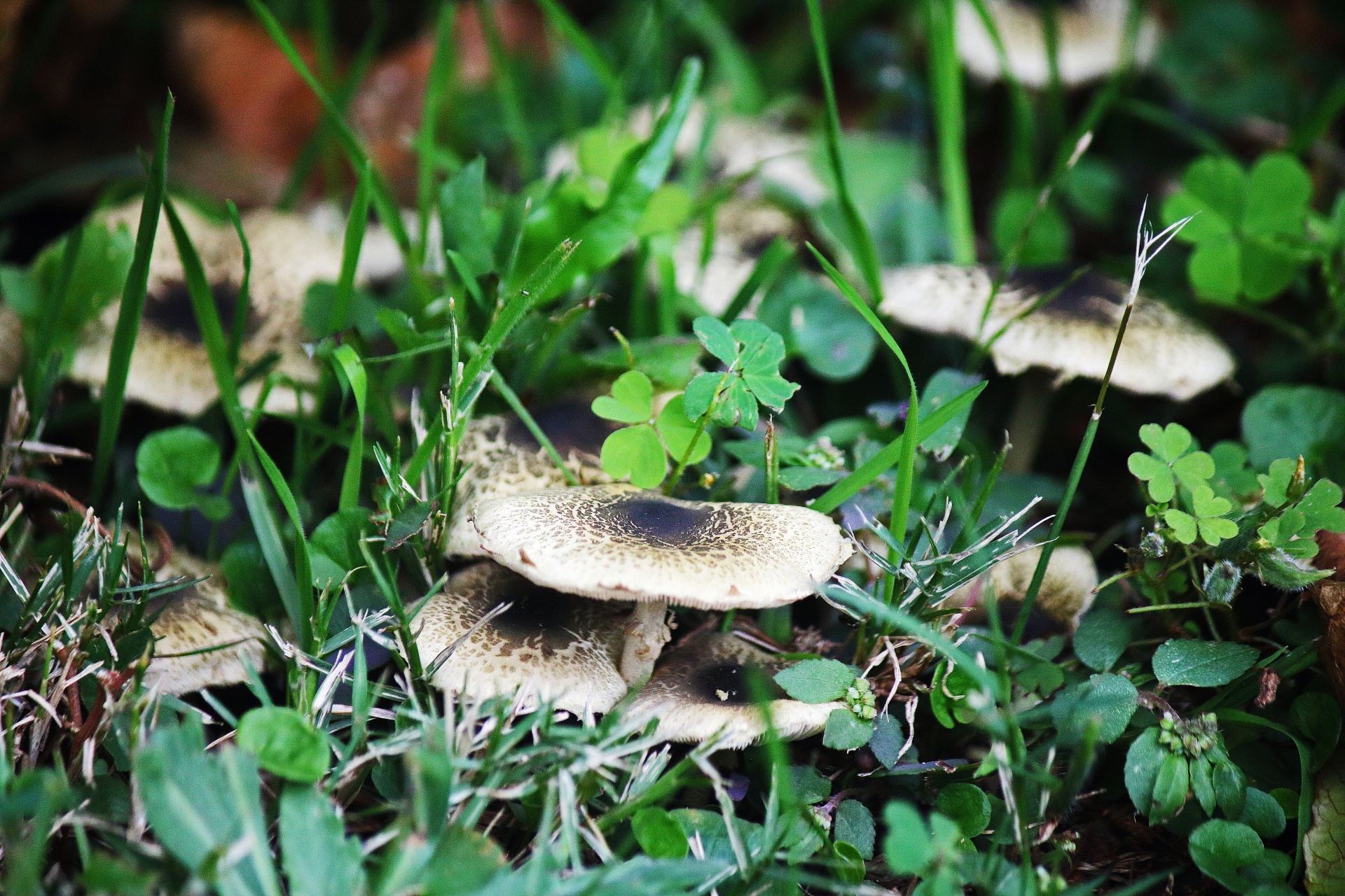 Cogumelos crescendo no gramado despentea