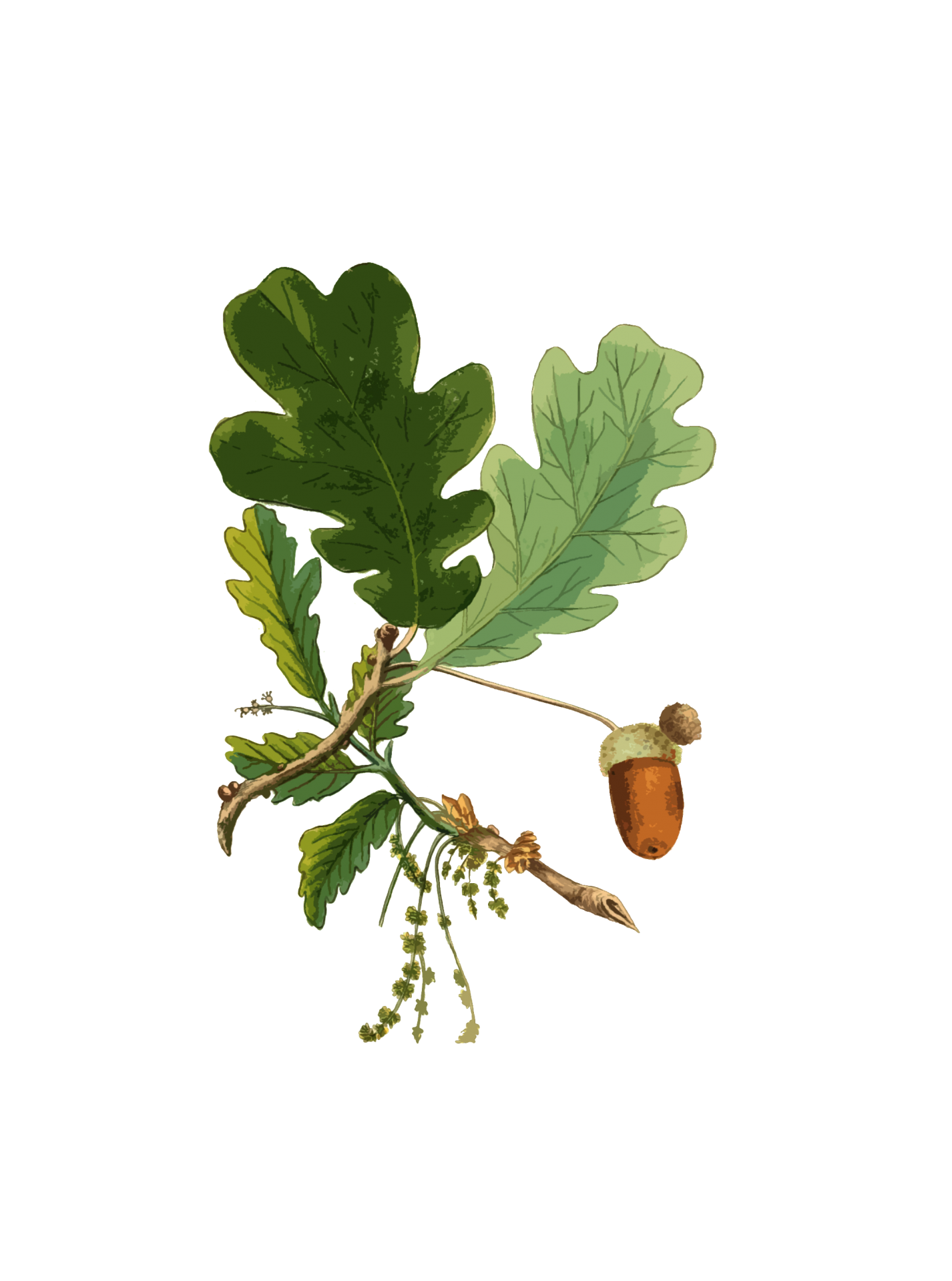 Oak Leaf And Acorn