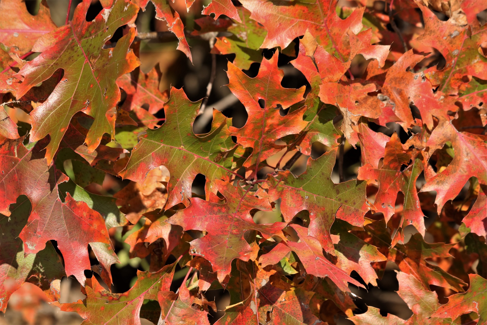 Dubové listy na podzim pozadí