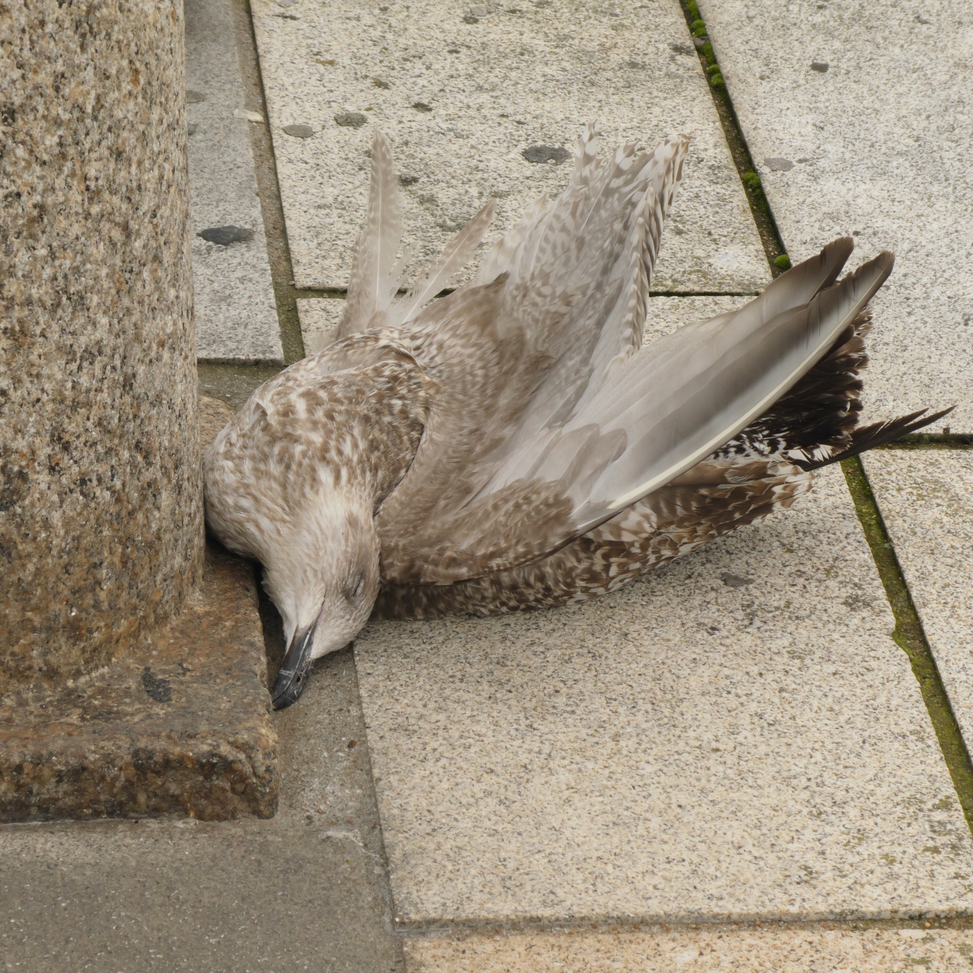 Död fågel på trottoaren