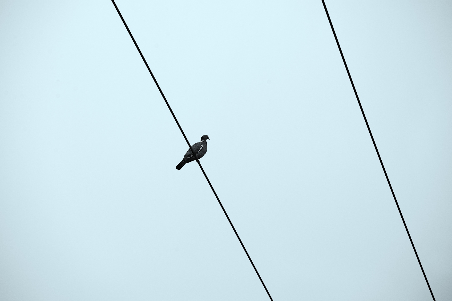 Pták na elektrický kabel