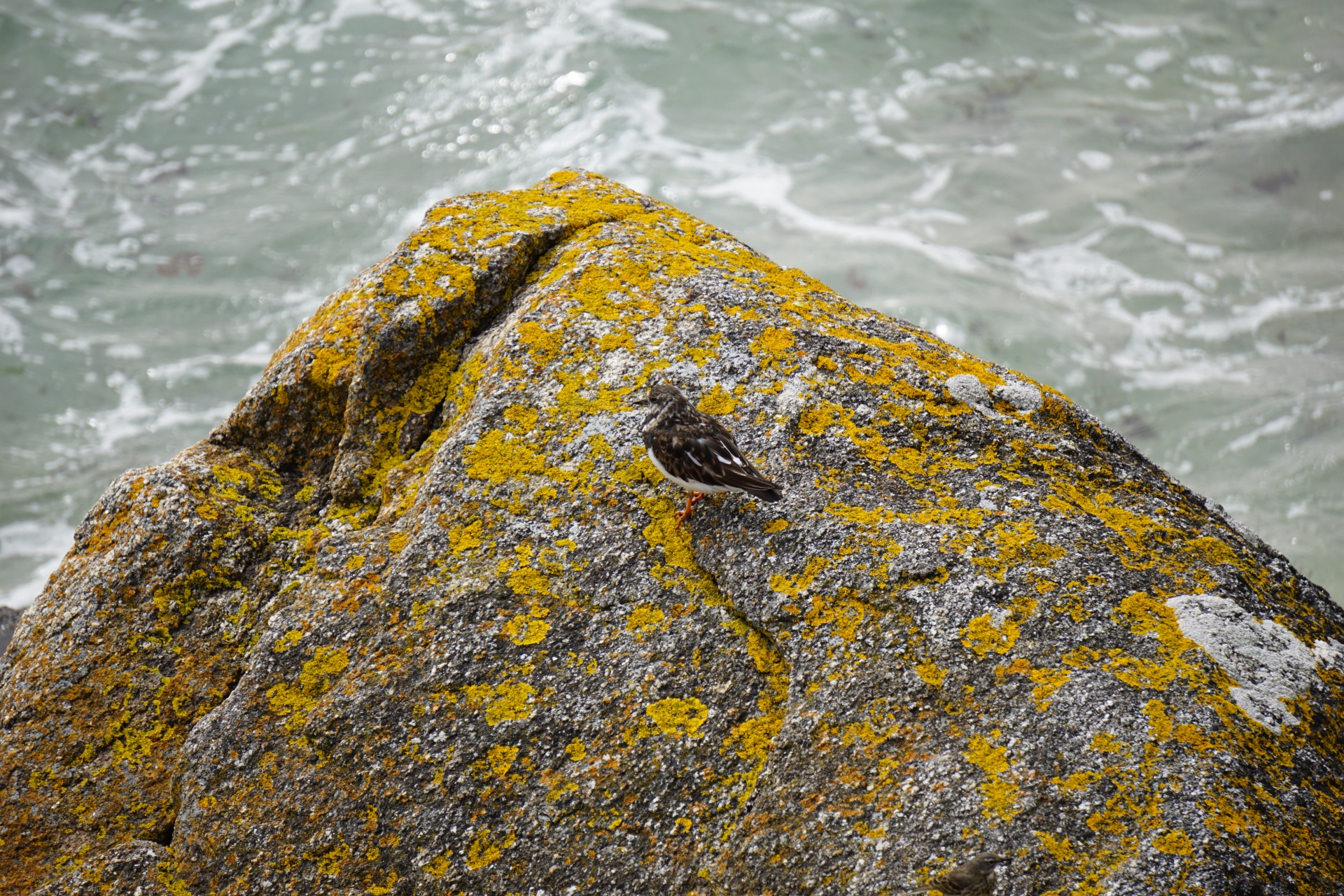 Pájaro en una roca