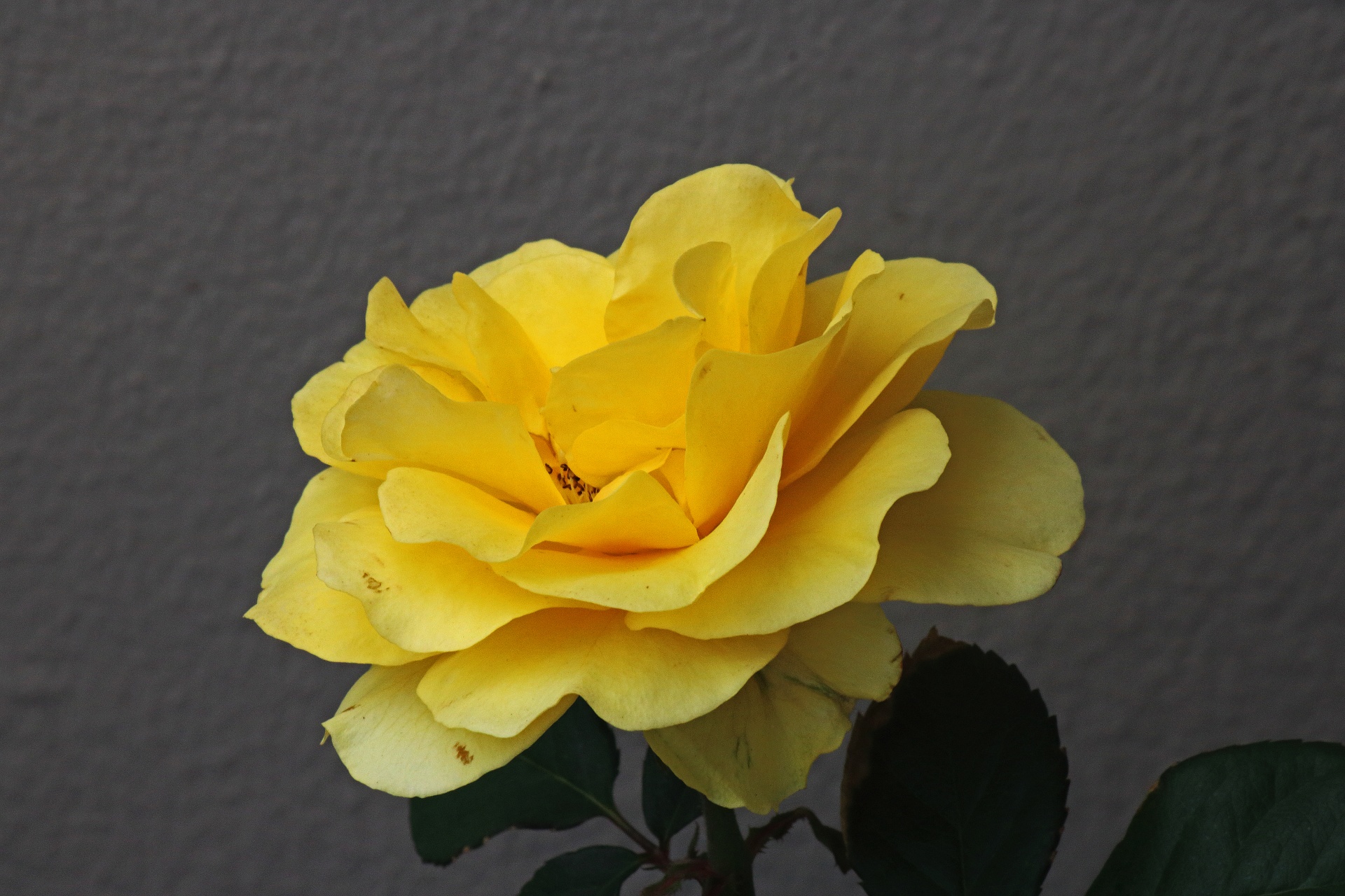 Otevřené žluté růže se zelenými listy