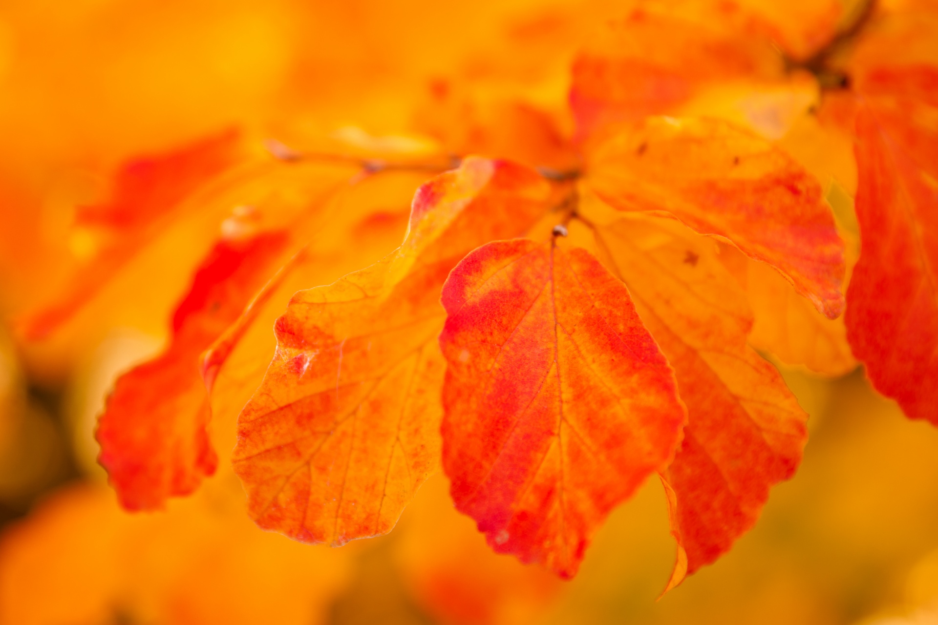 Oranžové podzimní listí